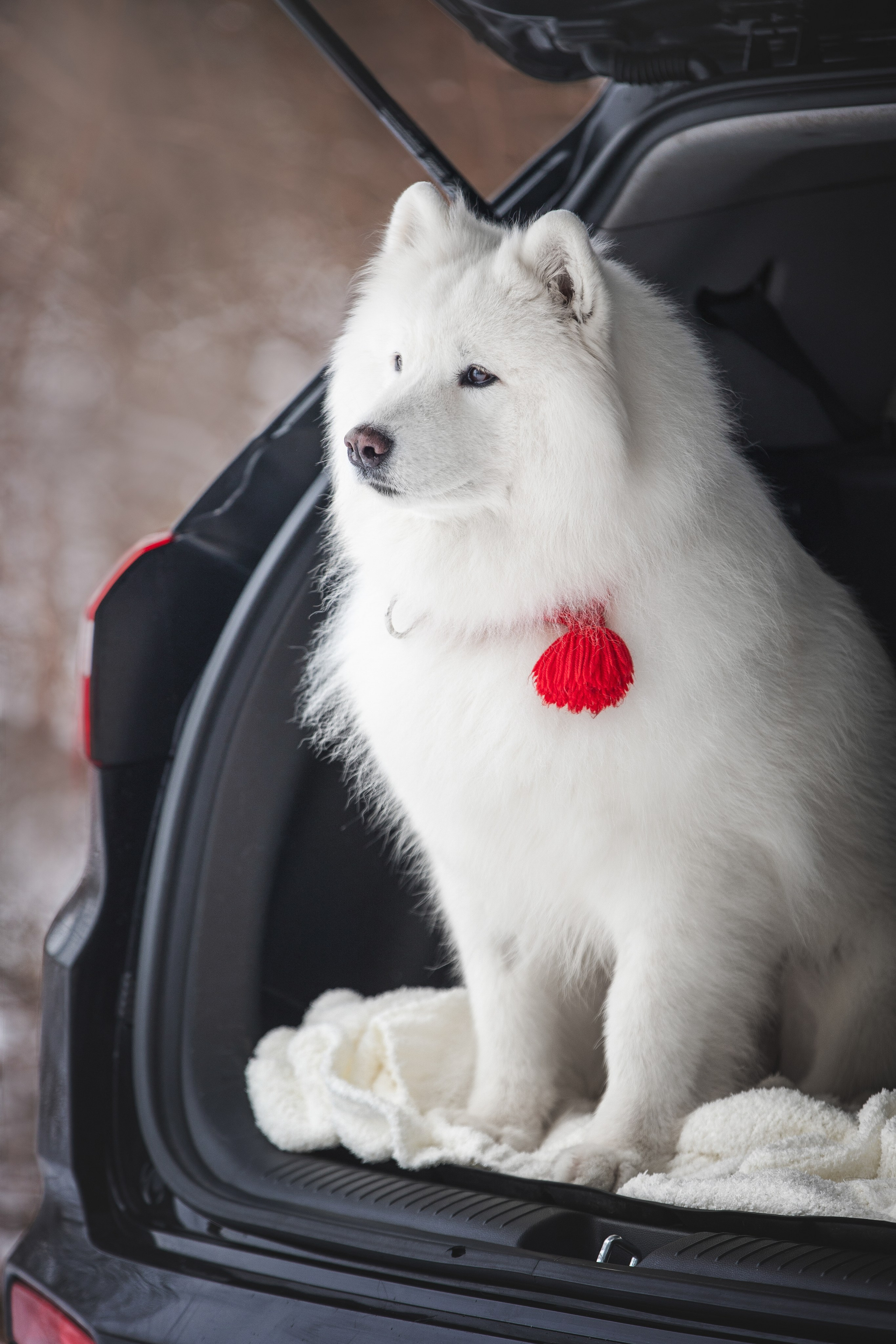 Валя, Варя и Лада. Фотограф анималист в Москве Майорова Евгения