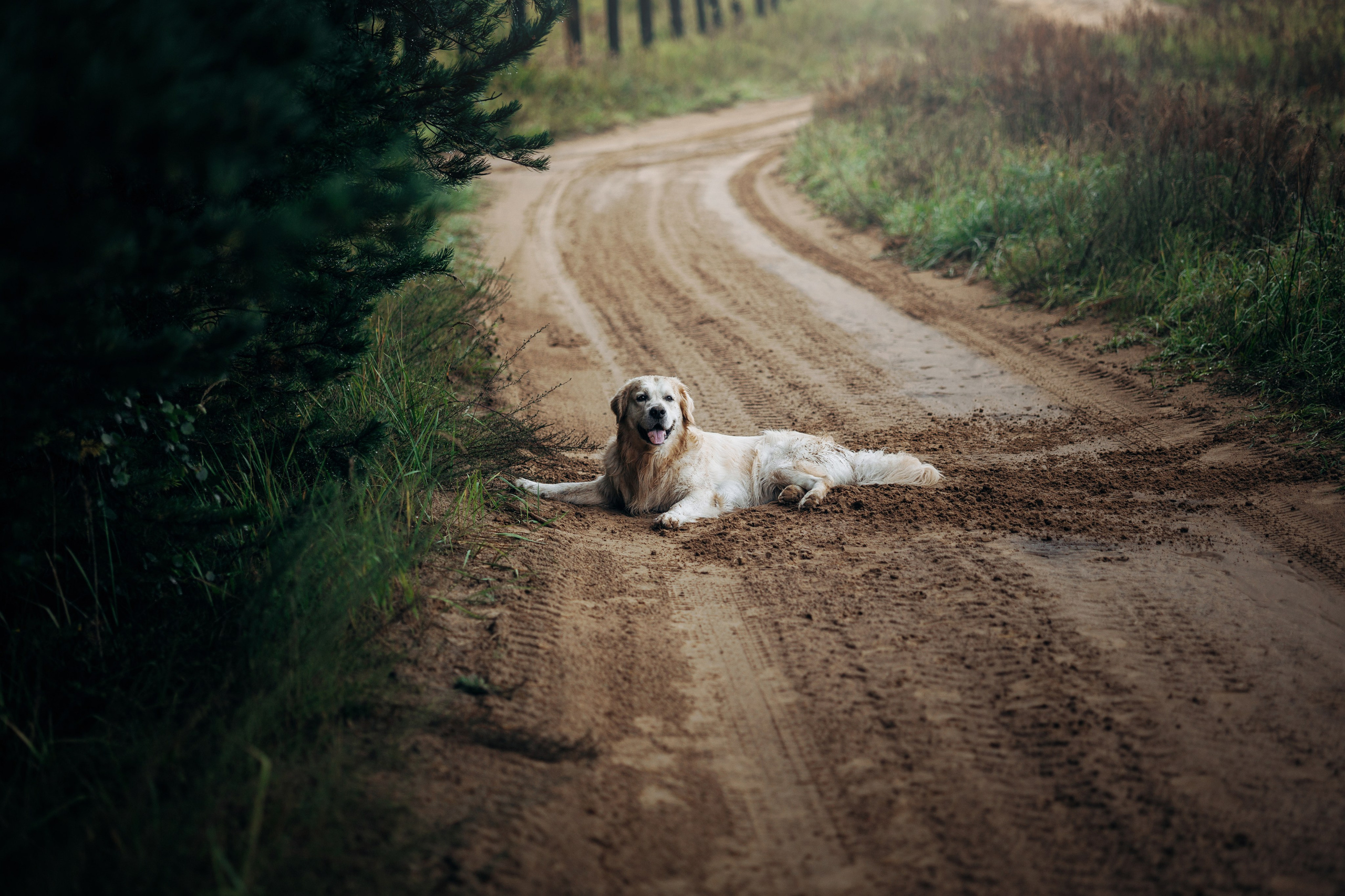 Лёва и его семья. Фотограф — Анималист | Санкт-Петербург