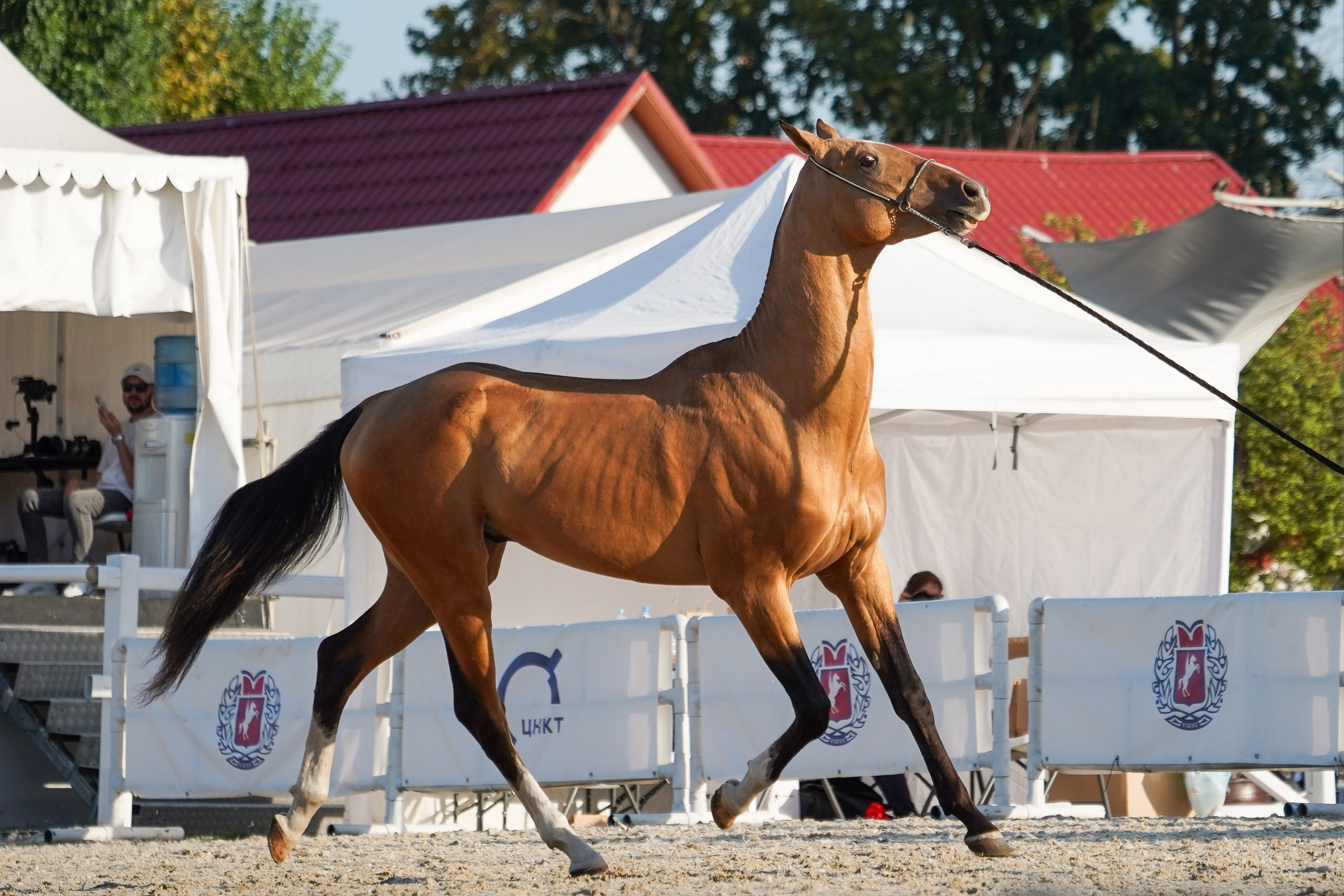 Чемпионат лошадей чистокровной ахалтекинской породы «КУБОК РОССИИ — 2024». Фотограф-анималист, портретный фотограф в Чебоксарах Мария Садыкова