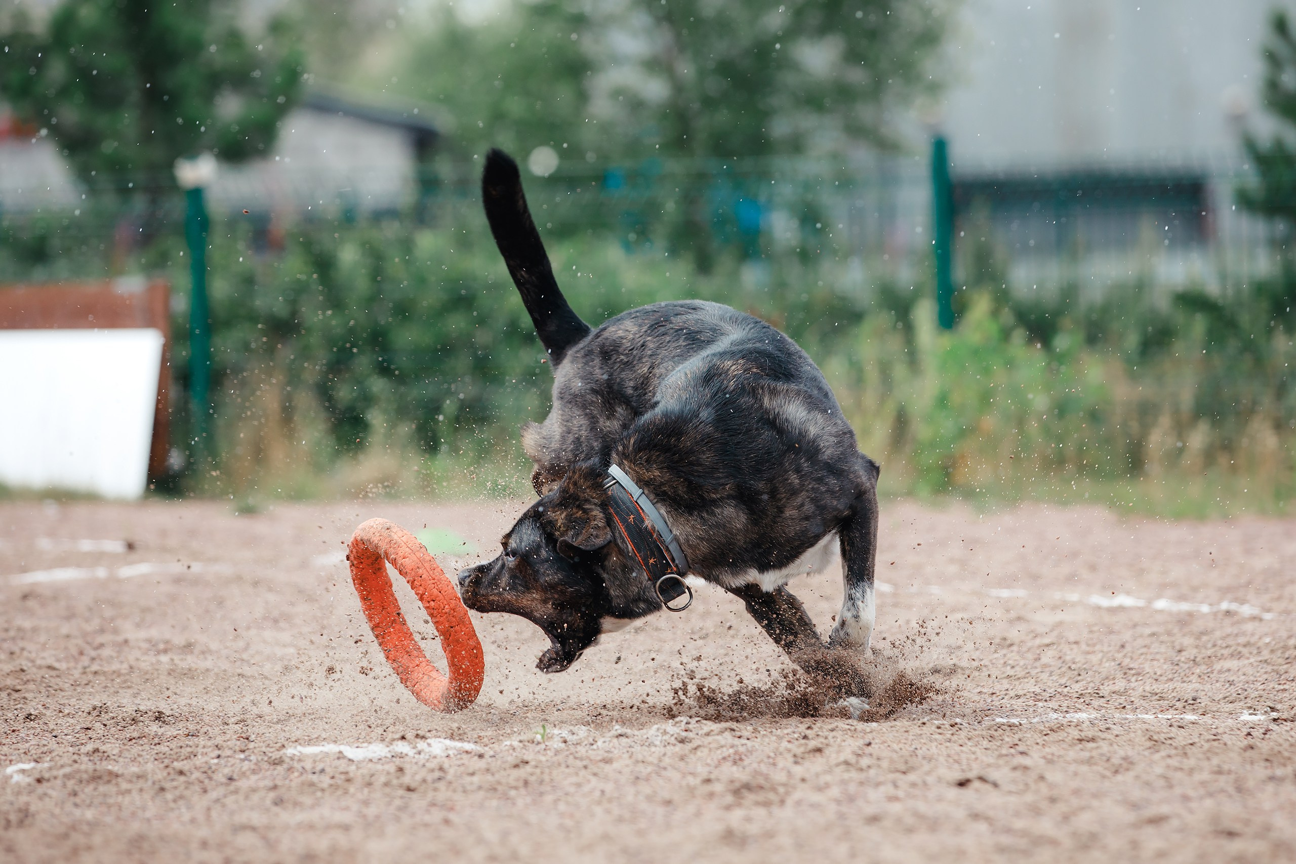 Питч&Гоу + веселые старты. Фотограф-анималист Mary Mart — Москва, Питер