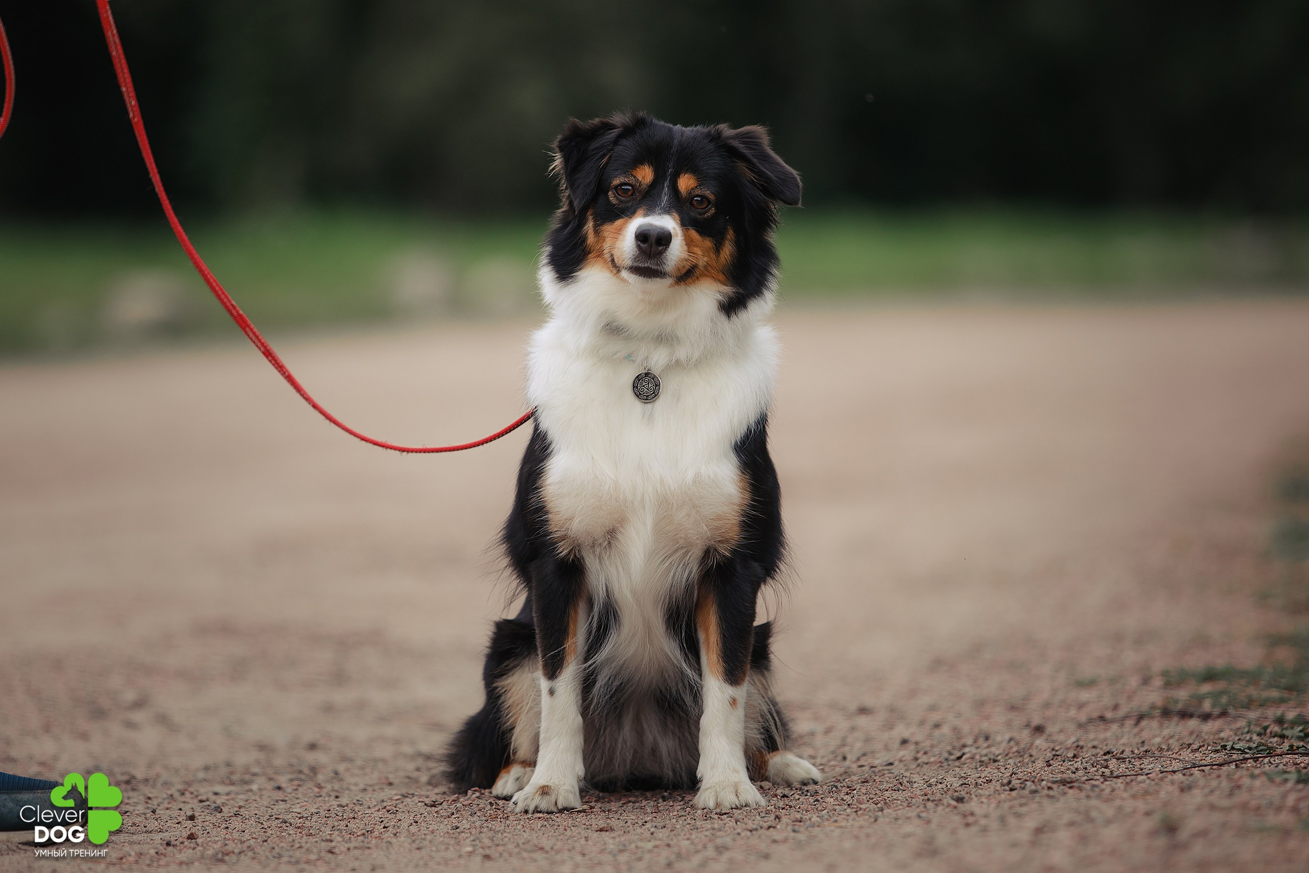 Кинологический лагерь CleverDog, 2024. Фотограф-анималист Mary Mart — Москва, Питер