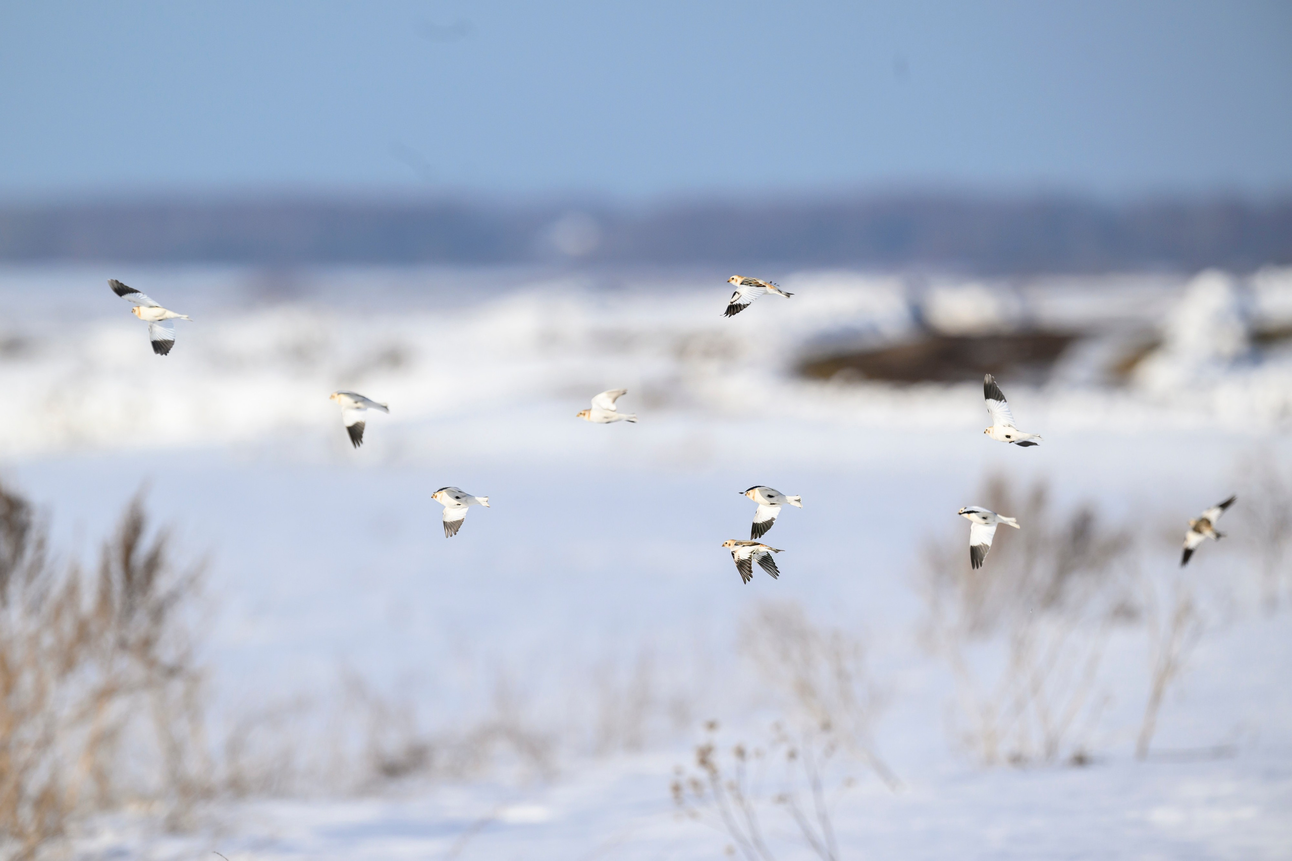 Весна пришла! Пуночки. Фотограф Сергей Пупонин