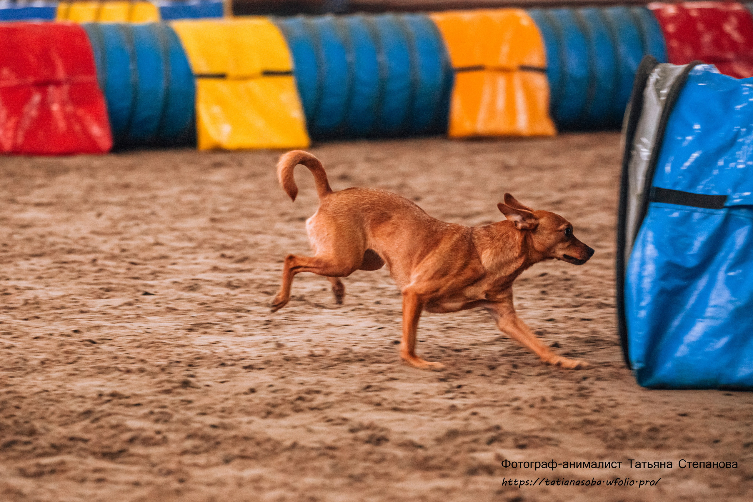 Соревнования по Аджилити 25.02.2024. Фотограф-анималист Татьяна Степанова
