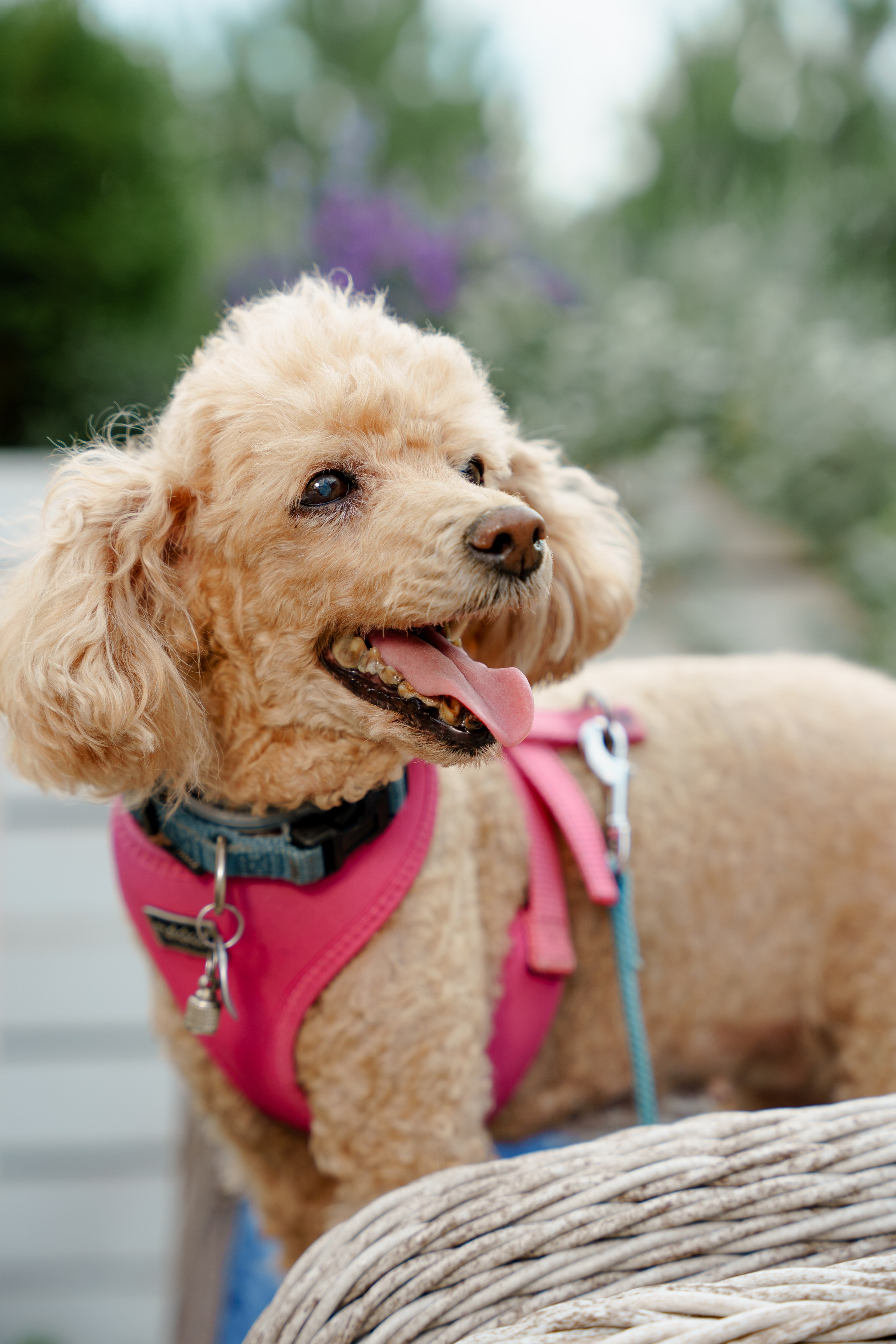 VIP DERBY. Репортажный фотограф Москва Сергей Дружинин