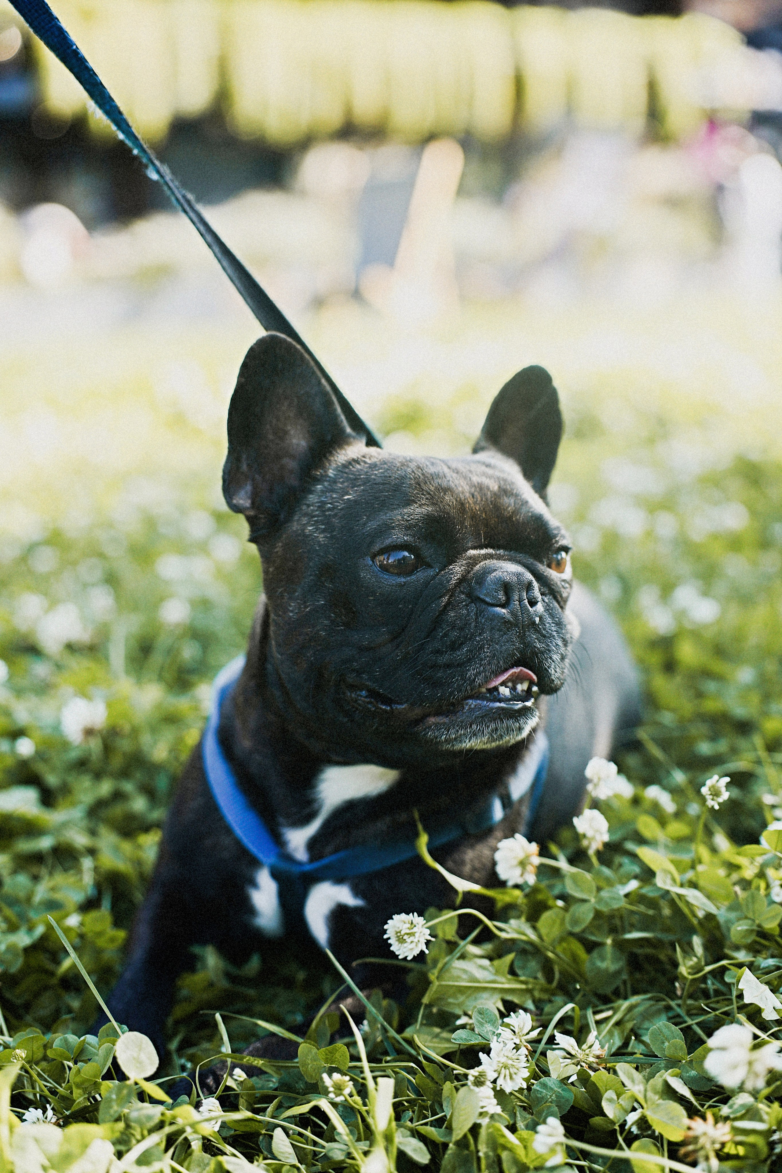 Дог пати. Коцаба Виктория фотограф в Москве