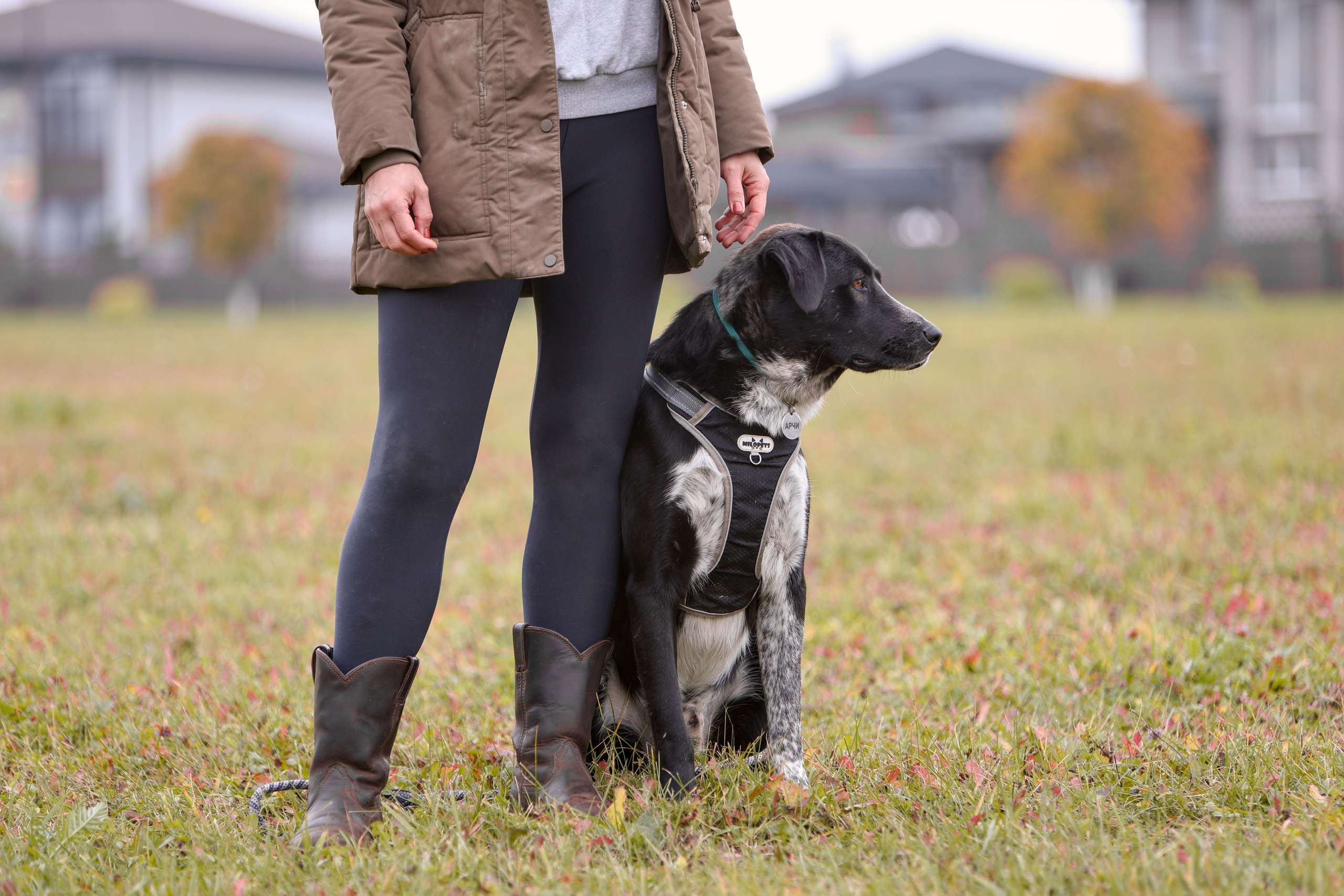 Собаки. Фотограф Максим Татаринов