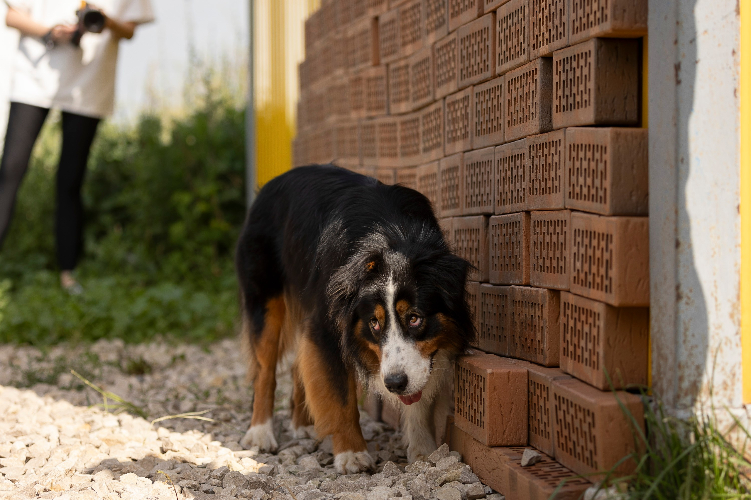 Семинар по поиску ВВ. Фотограф анималист, семейный фотограф, фотограф собак Комратова Мария. г. Москва