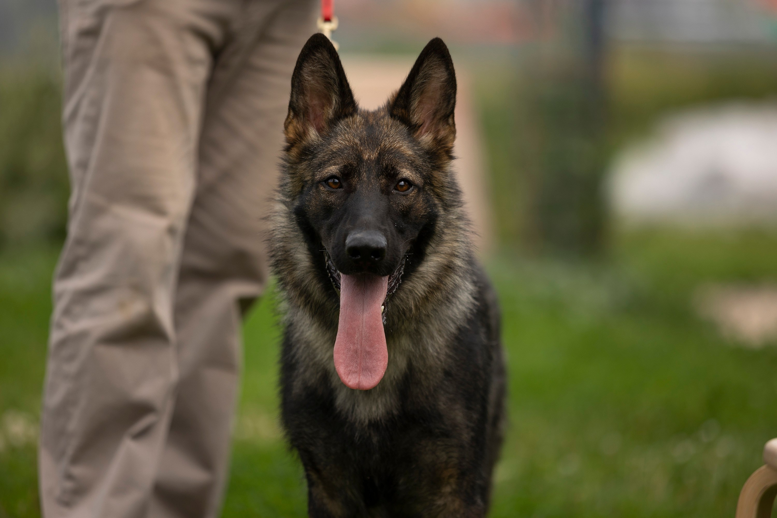 Семинар по поиску ВВ. Фотограф анималист, семейный фотограф, фотограф собак Комратова Мария. г. Москва