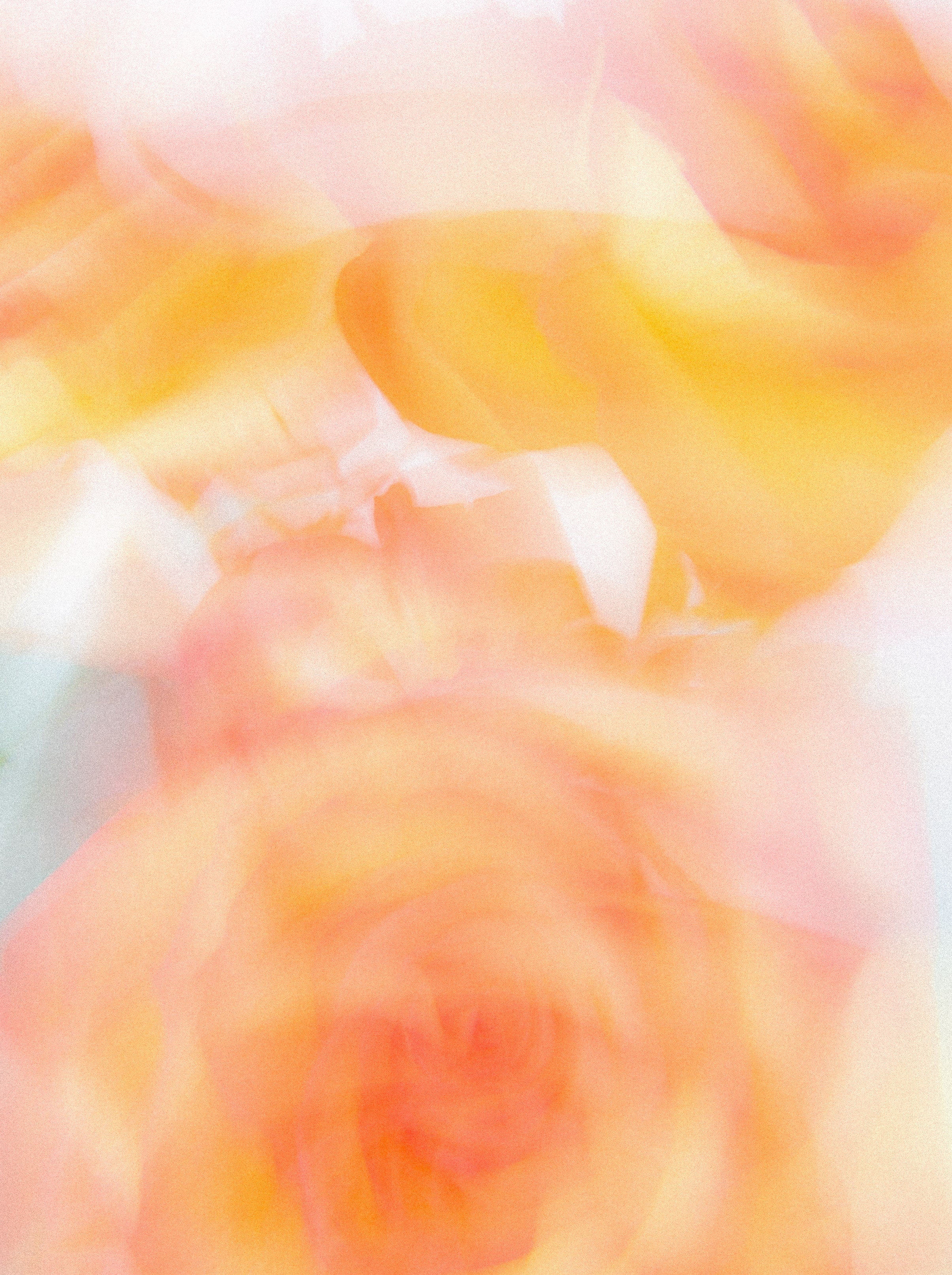 ЦВЕТА, 2025-2026. АННА ВЕРСО / ANNA VERSO | Визуальный художник / Visual artist