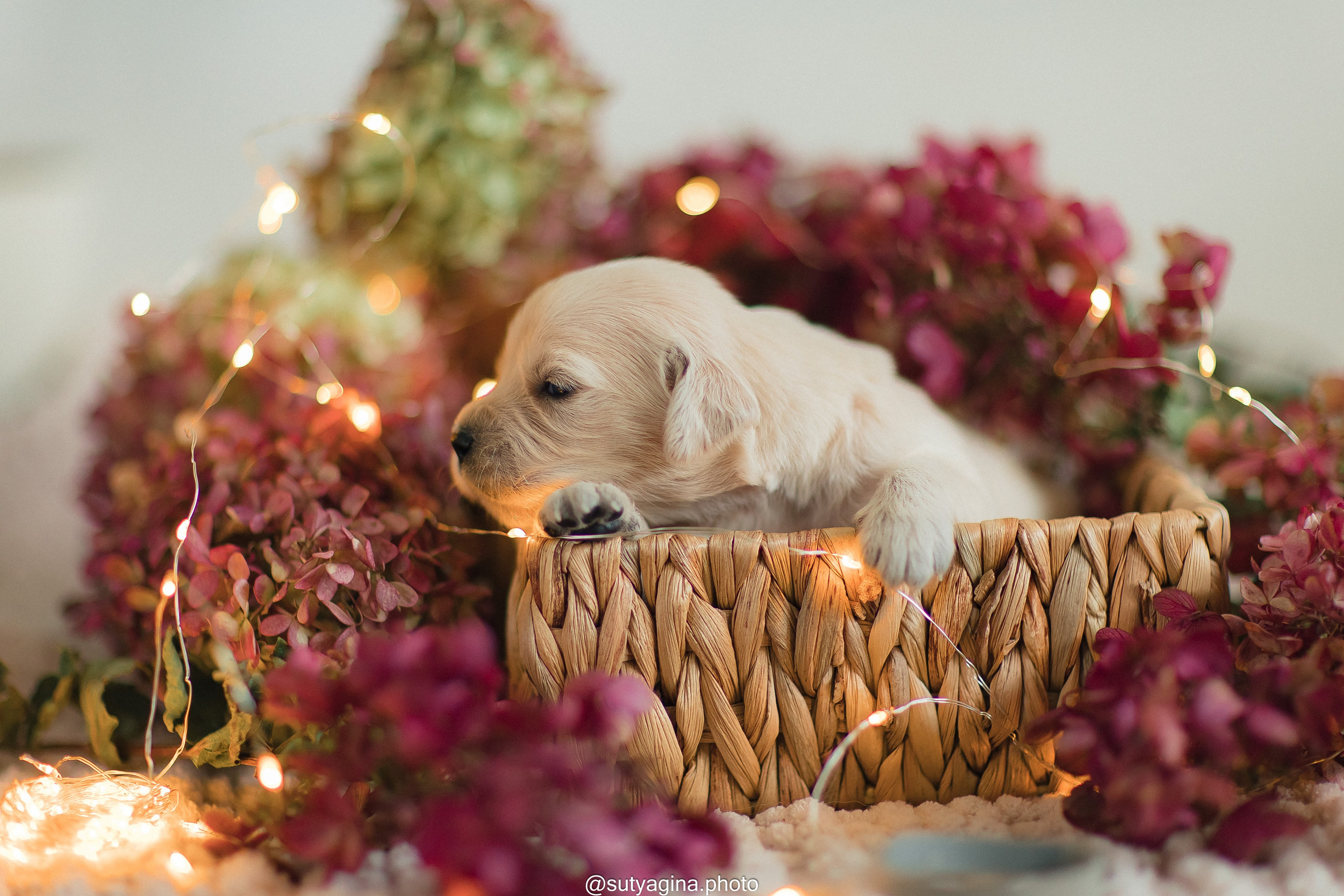 Серая лента. Свадебный и женский фотограф