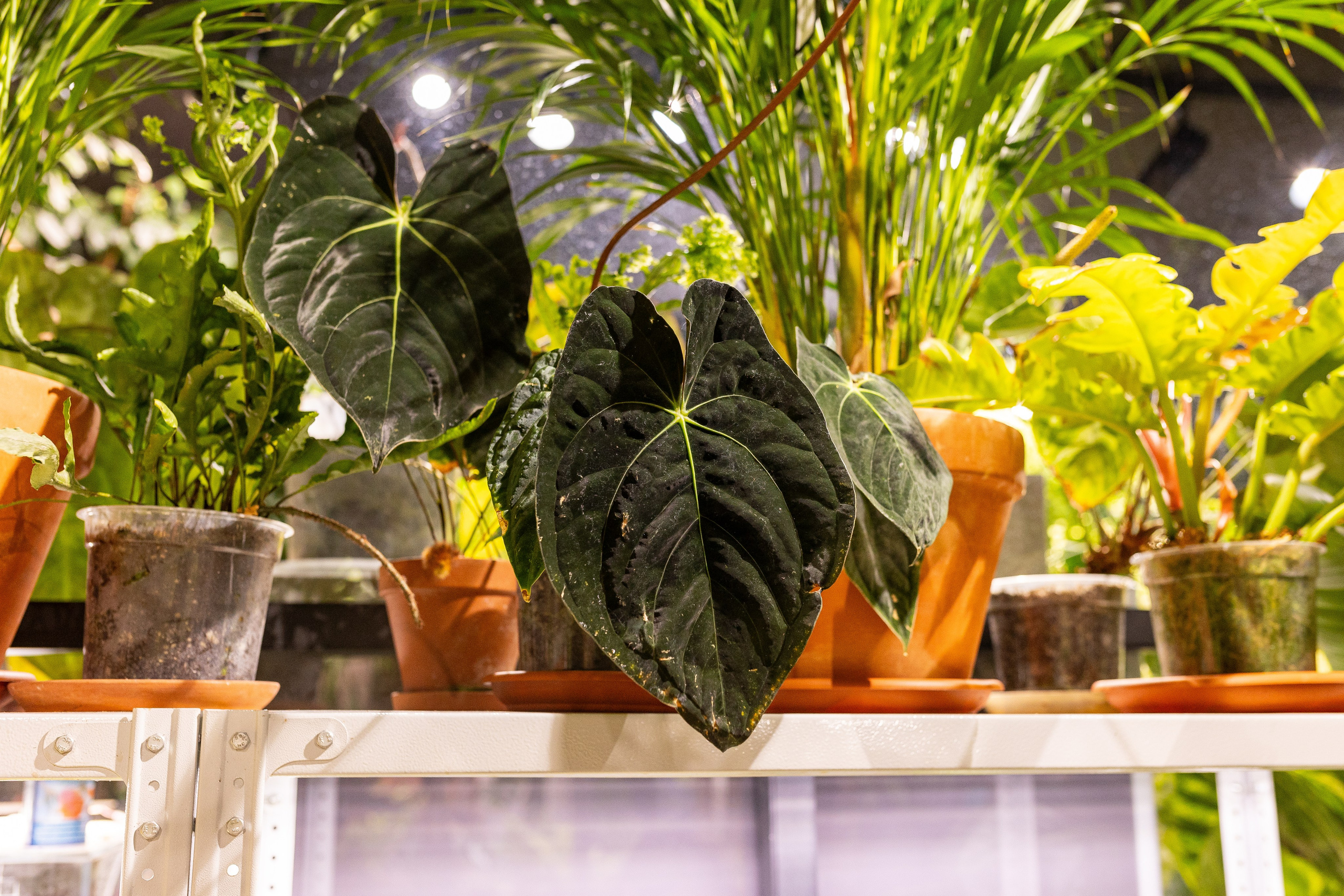 Green_Rare Ярмарка февраль 2025. Александра Куликова фотограф, Москва