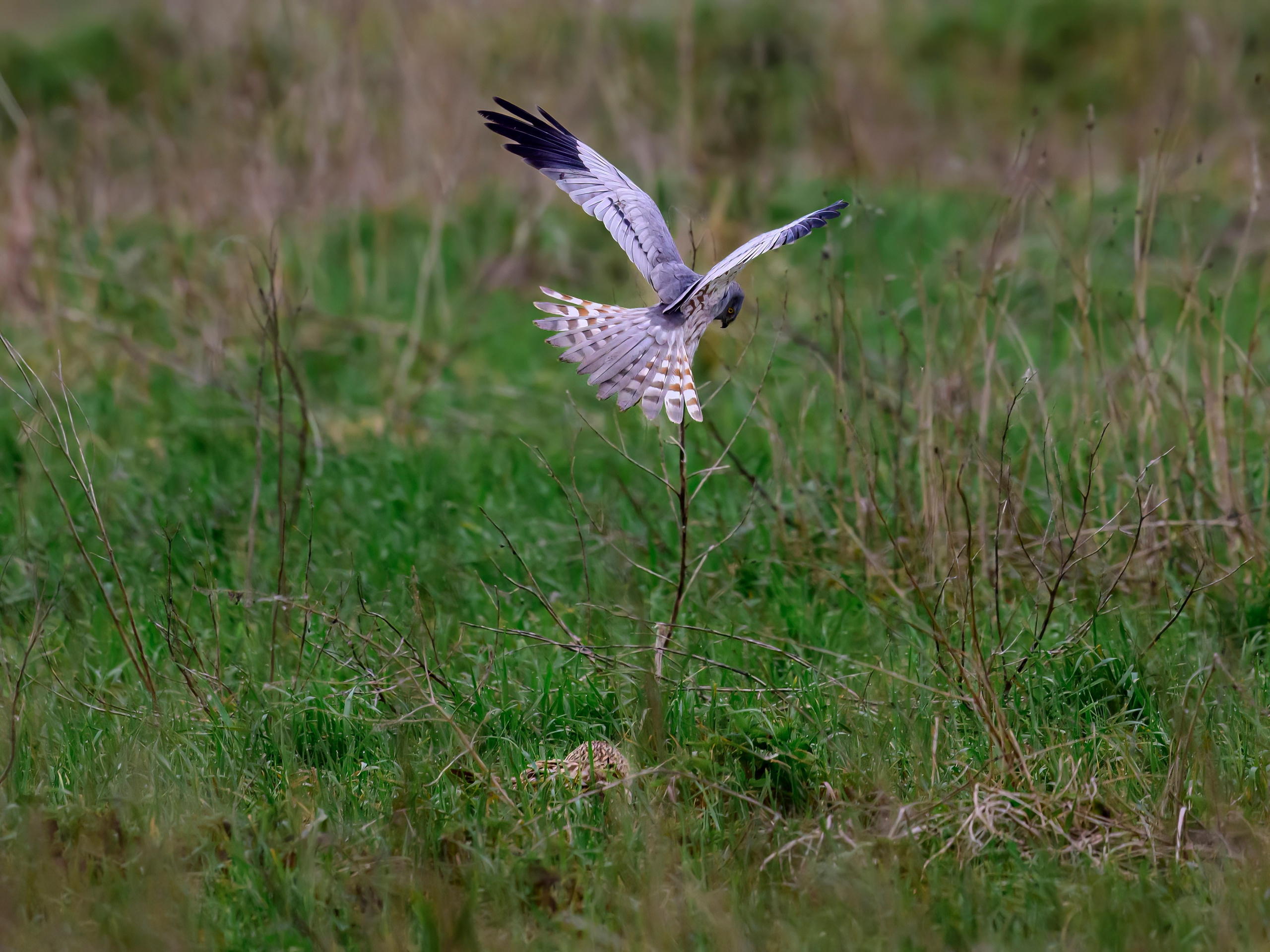 Лунь атакует сову. Wildlife photography by Sergey Puponin