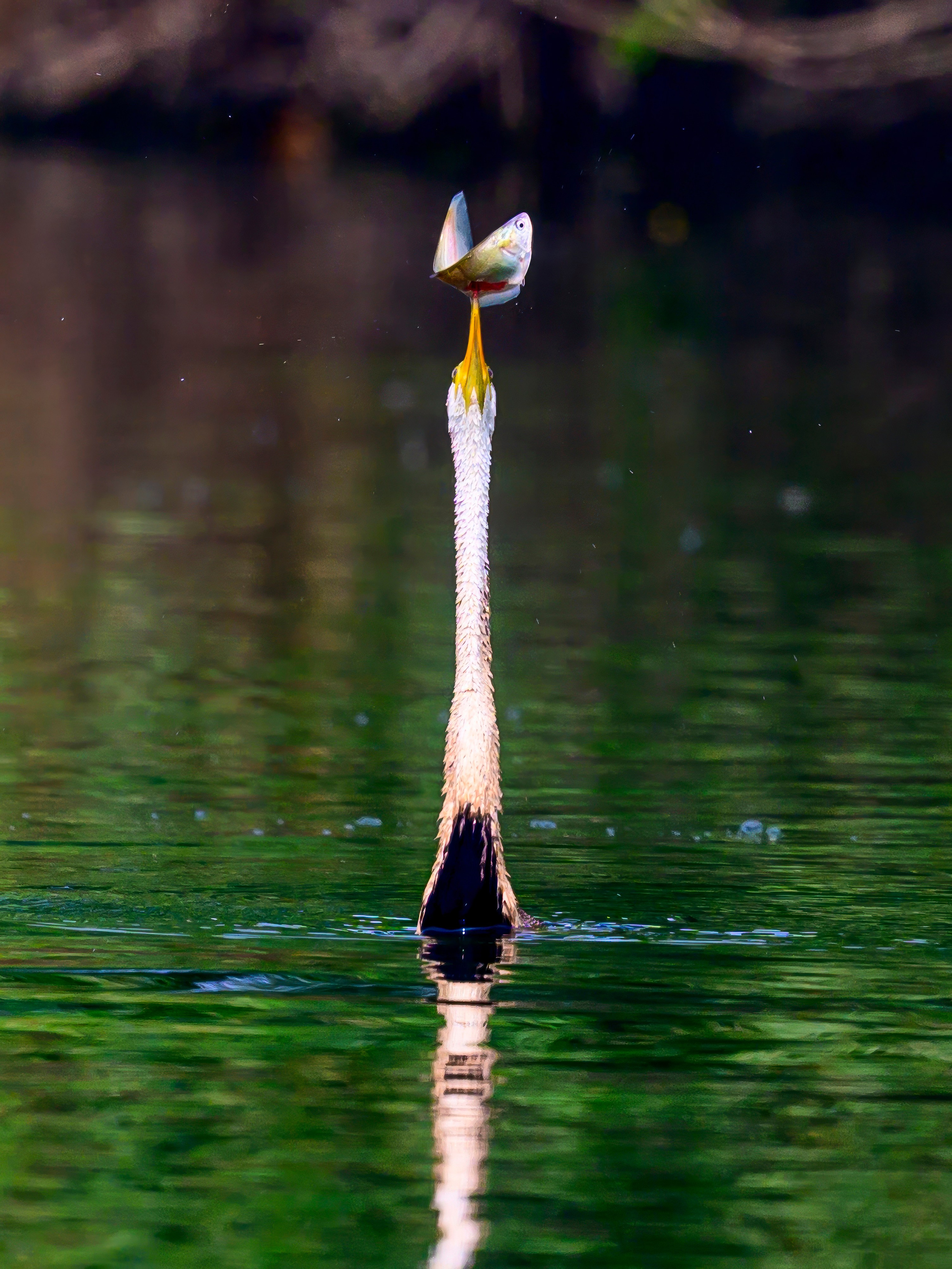 Раджастан, Индия. Wildlife photography by Sergey Puponin