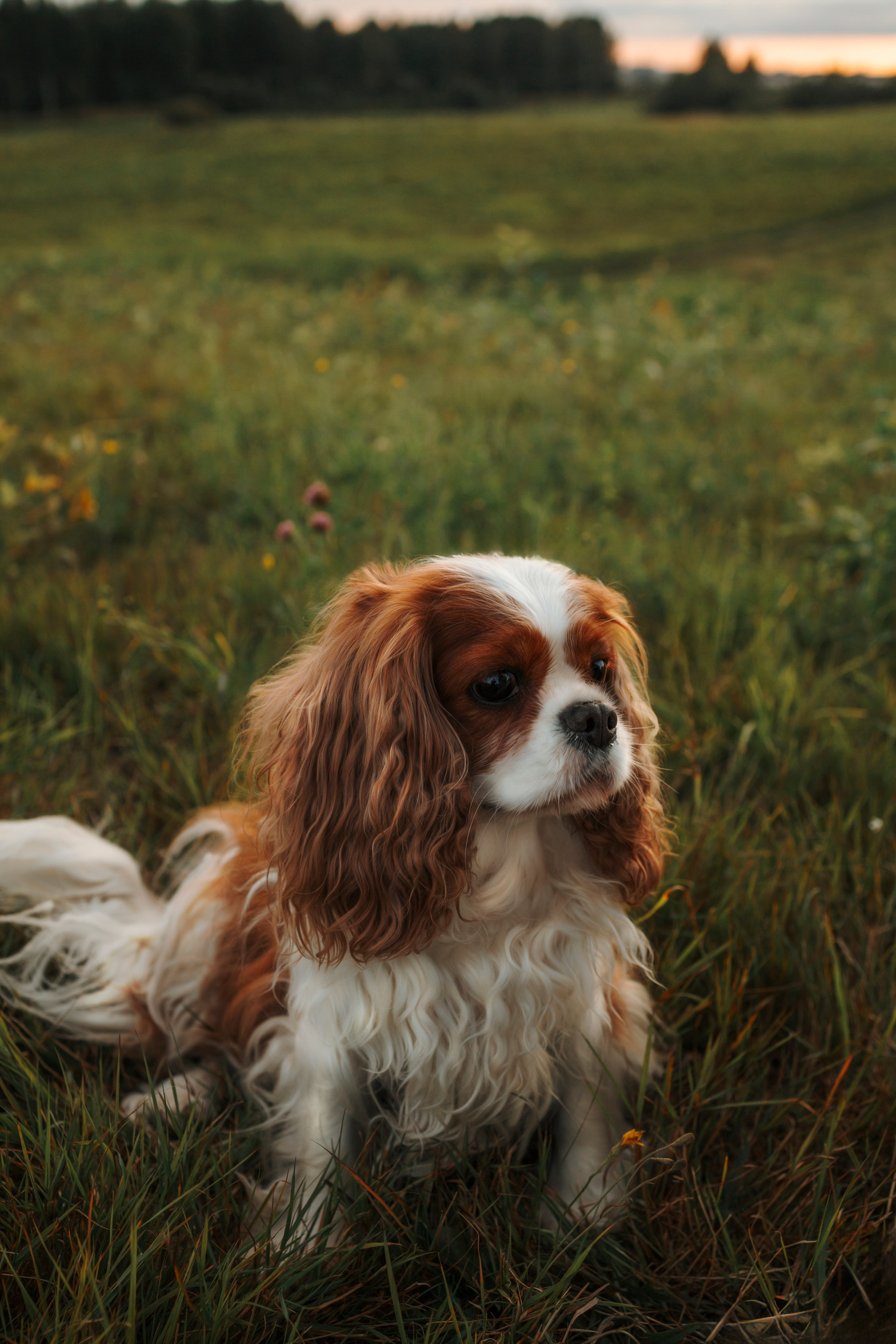 На закате Катерина, Луна и Рикки. Фотограф-анималист в Санкт-Петеребурге Титова Алиса