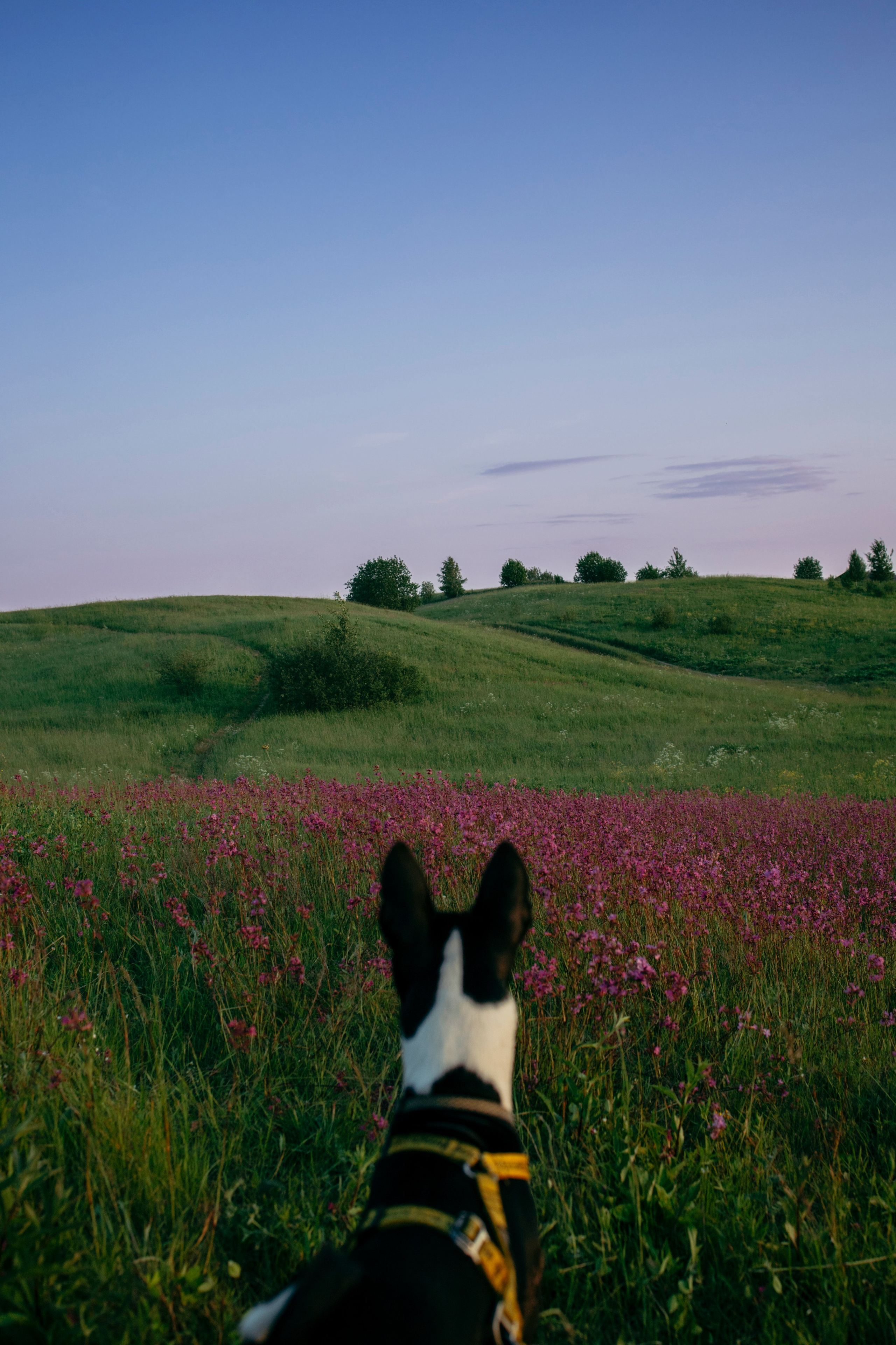 Итачи и его семья 🐾. Фотограф-анималист в Санкт-Петеребурге Титова Алиса