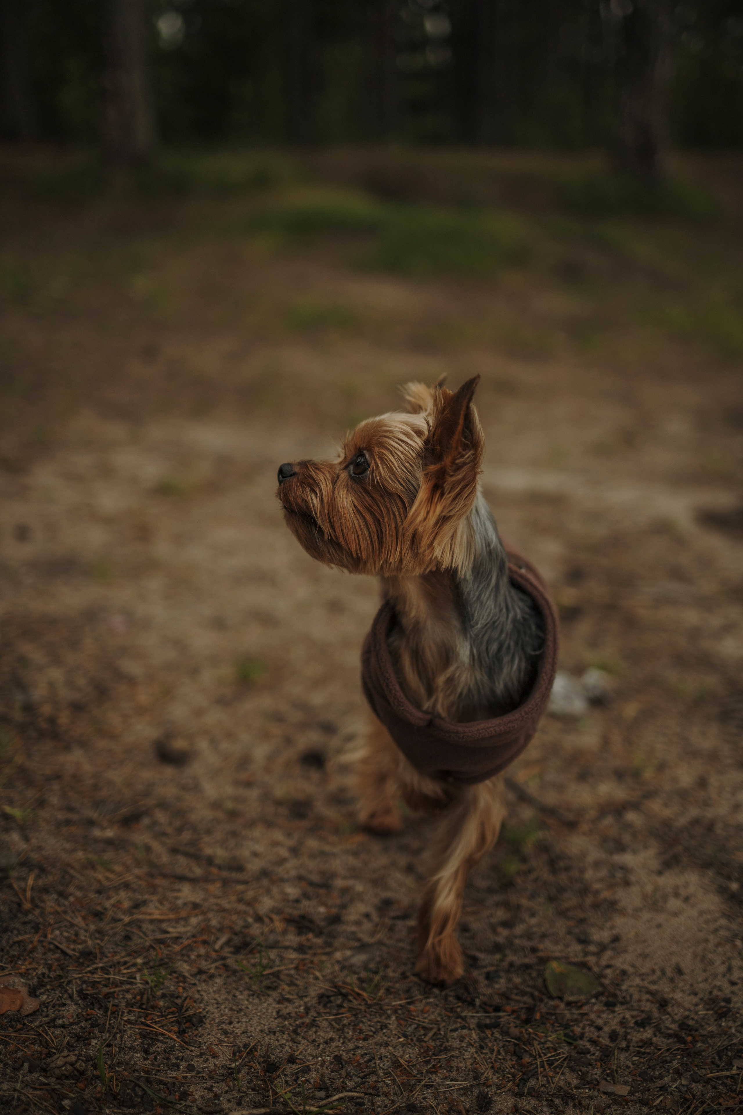 День из жизни Чуи и его семьи. Фотограф-анималист в Санкт-Петеребурге Титова Алиса