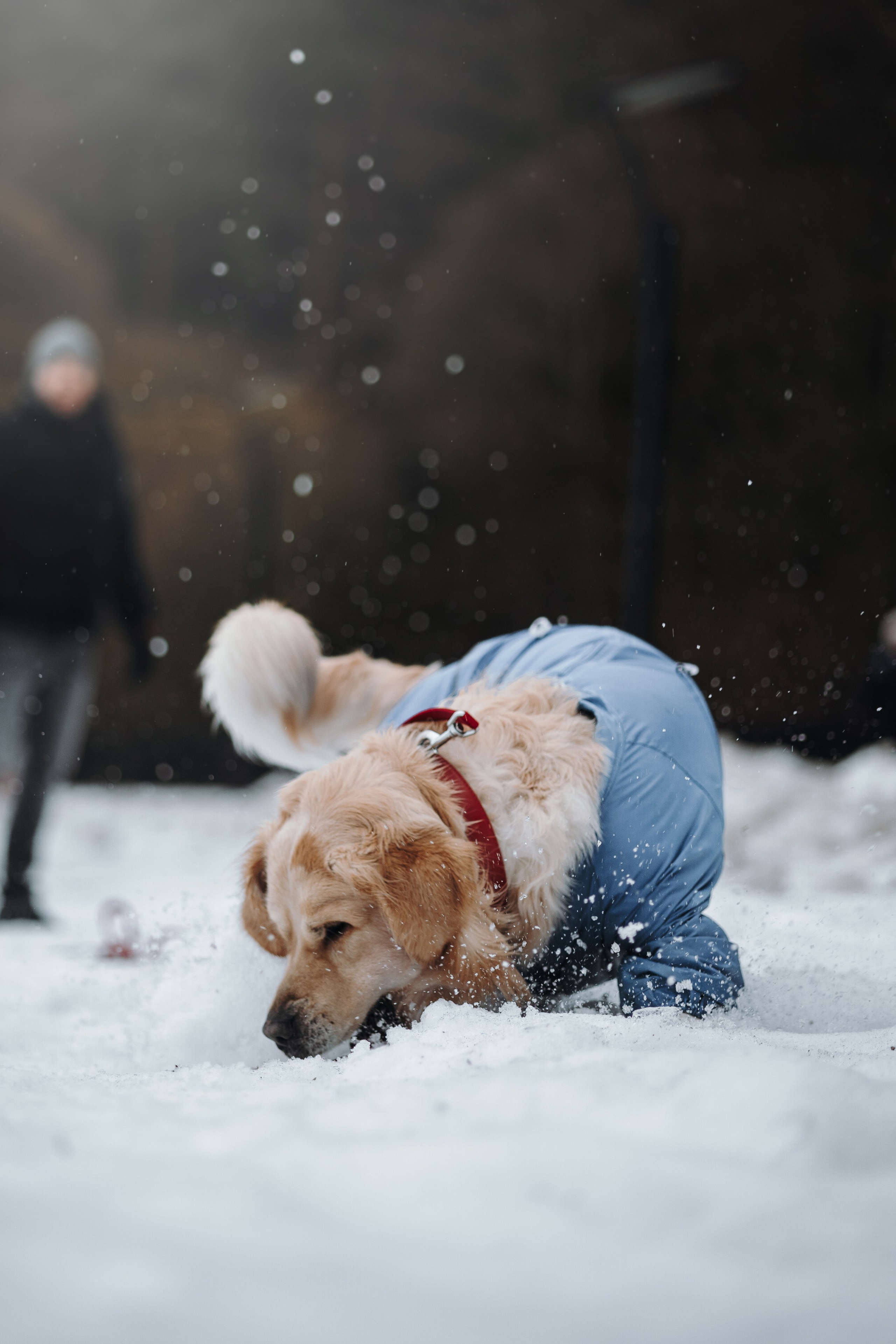 Шелби, Ватсон и ребята. Фотограф — Анималист | Санкт-Петербург