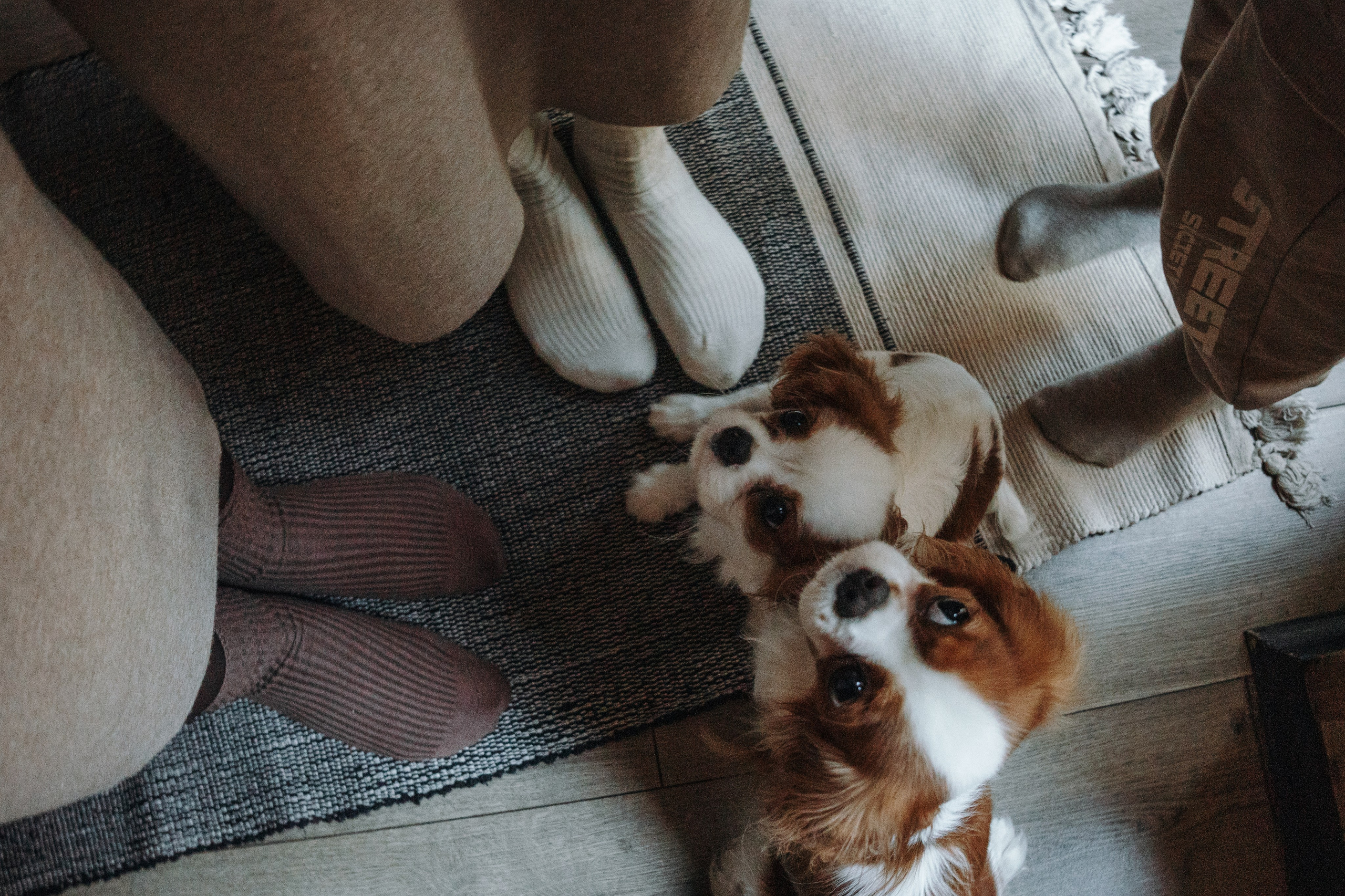 Семейная история. Фотограф — Анималист | Санкт-Петербург