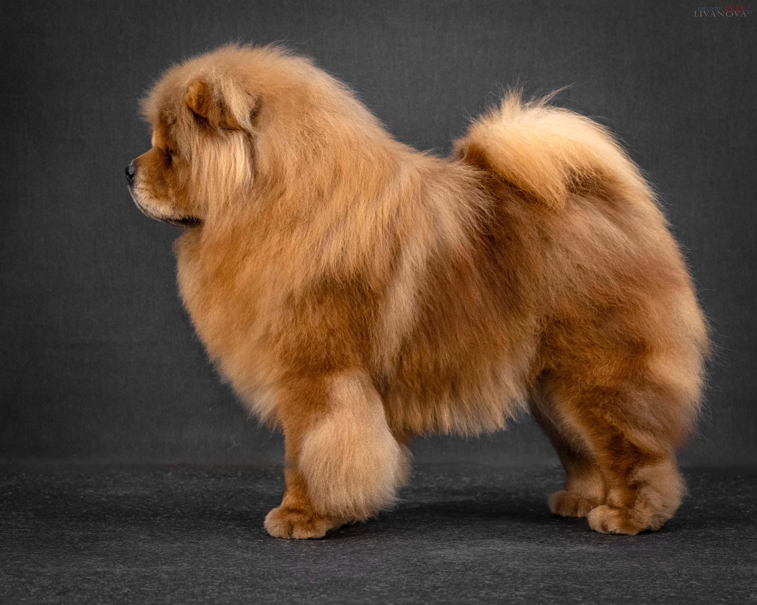 Дарик. Фотограф анималист Аня Ливанова | Рыбинск