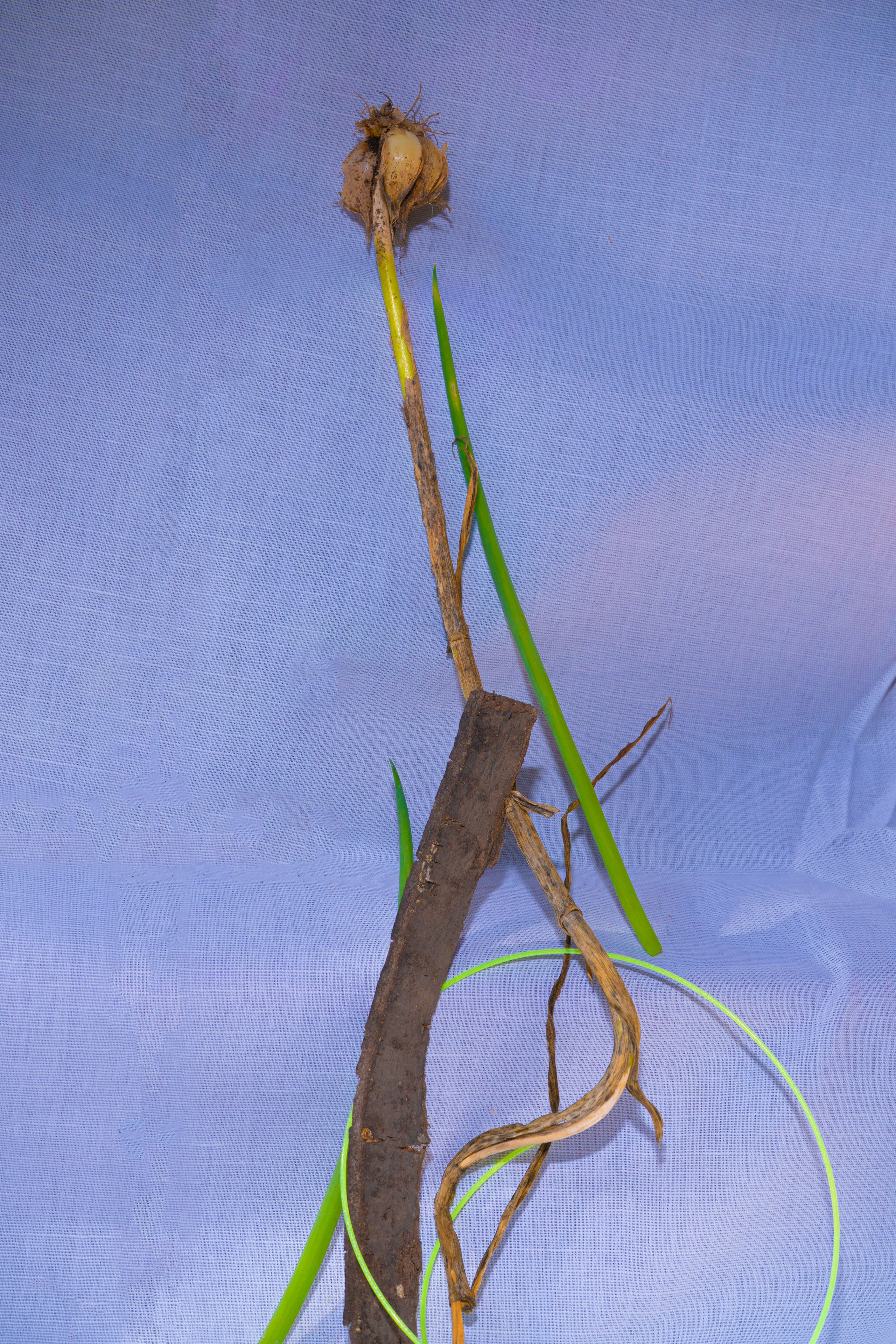 Wandering lights. Alena Ahmadullina