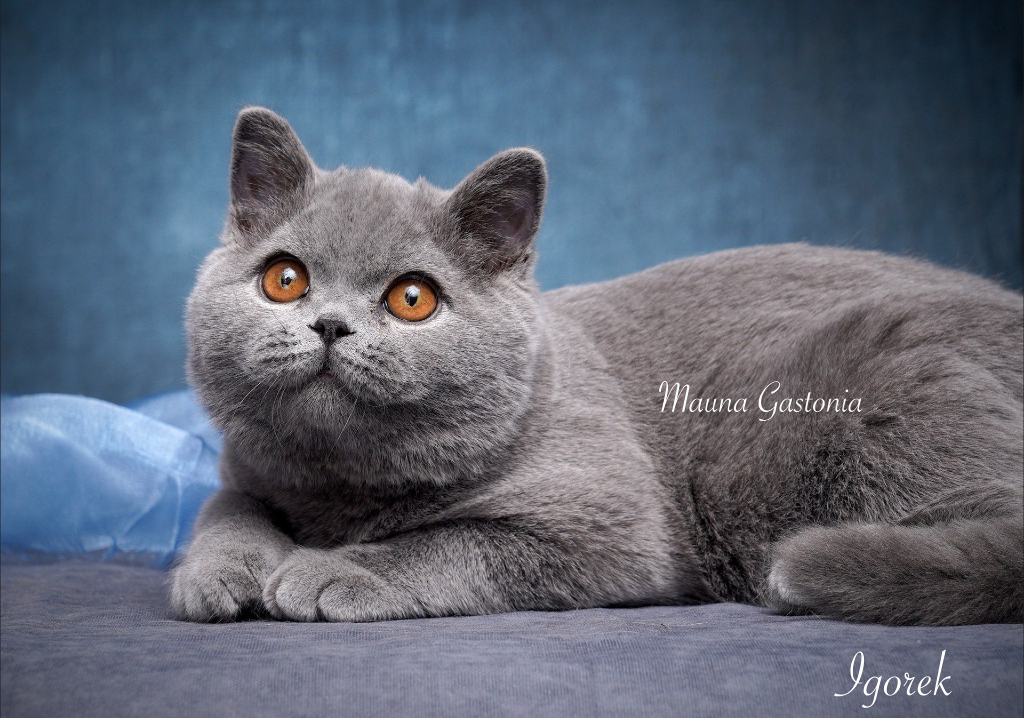 Igorek. Mauna Gastonia