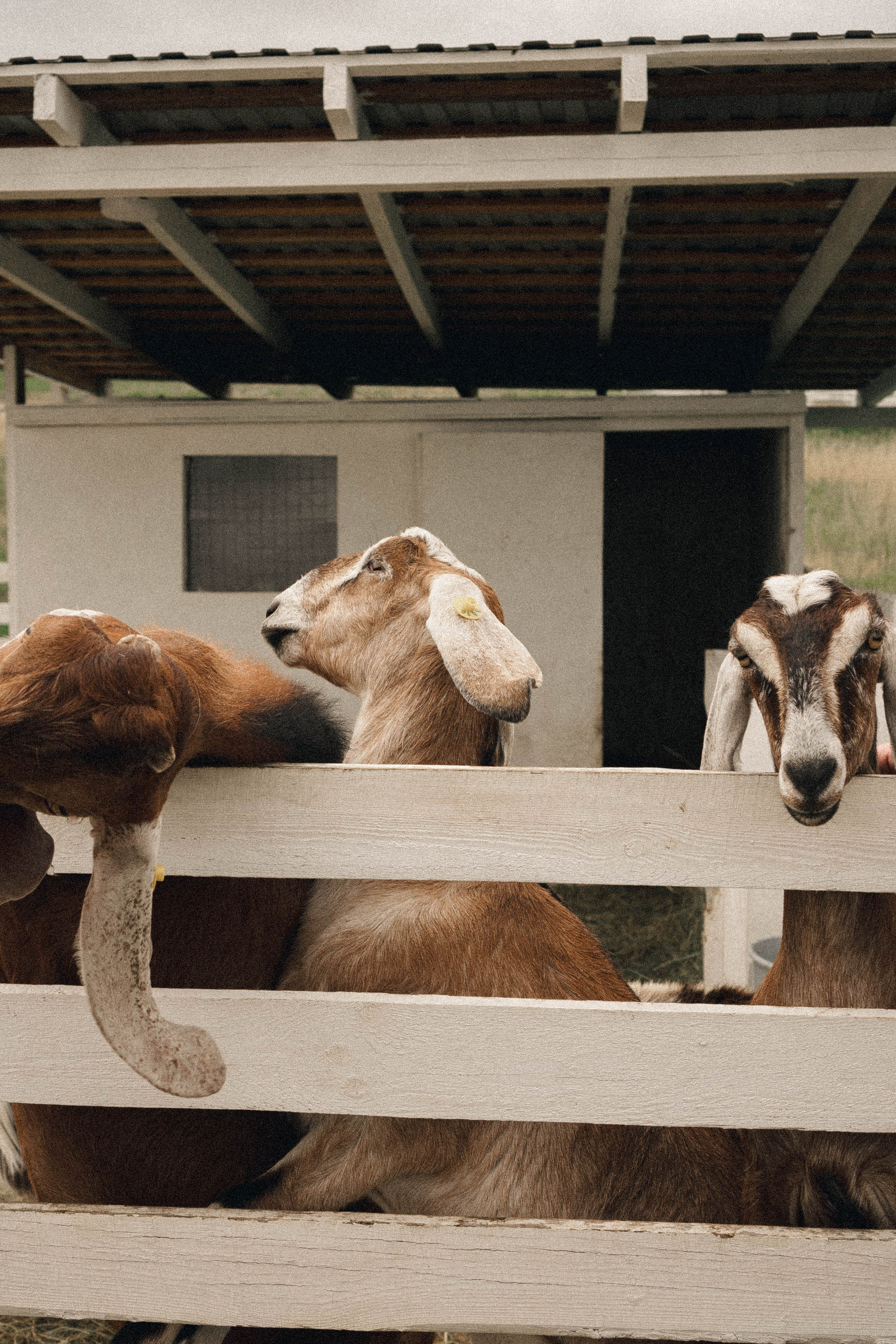 Ферма Альпак. Профессиональный фотограф, Санкт-Петербург — Виктория Богомолова