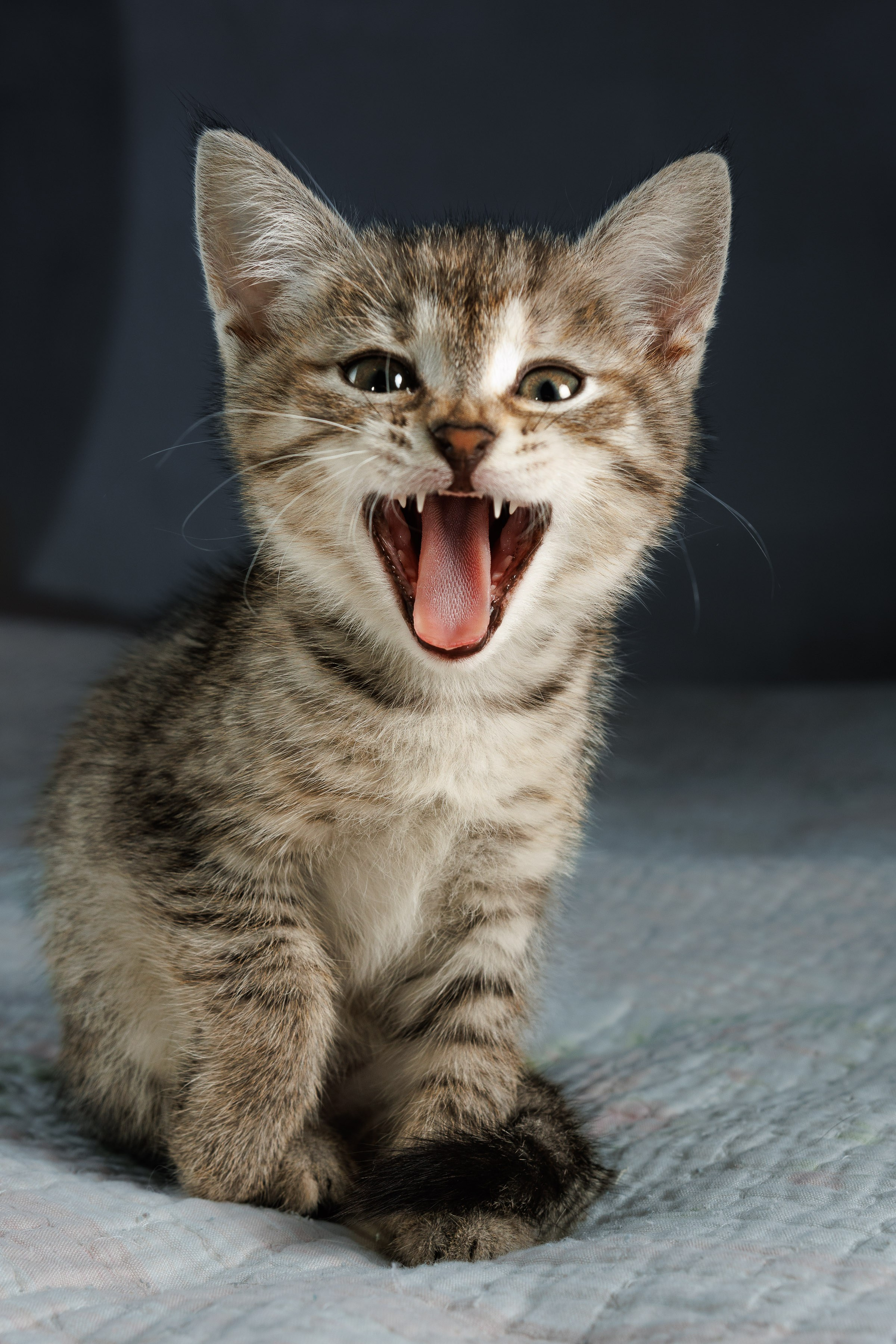 Портреты ваших питомцев. Коммерческий, рекламный фотограф в Уфе Сергей Крайкин