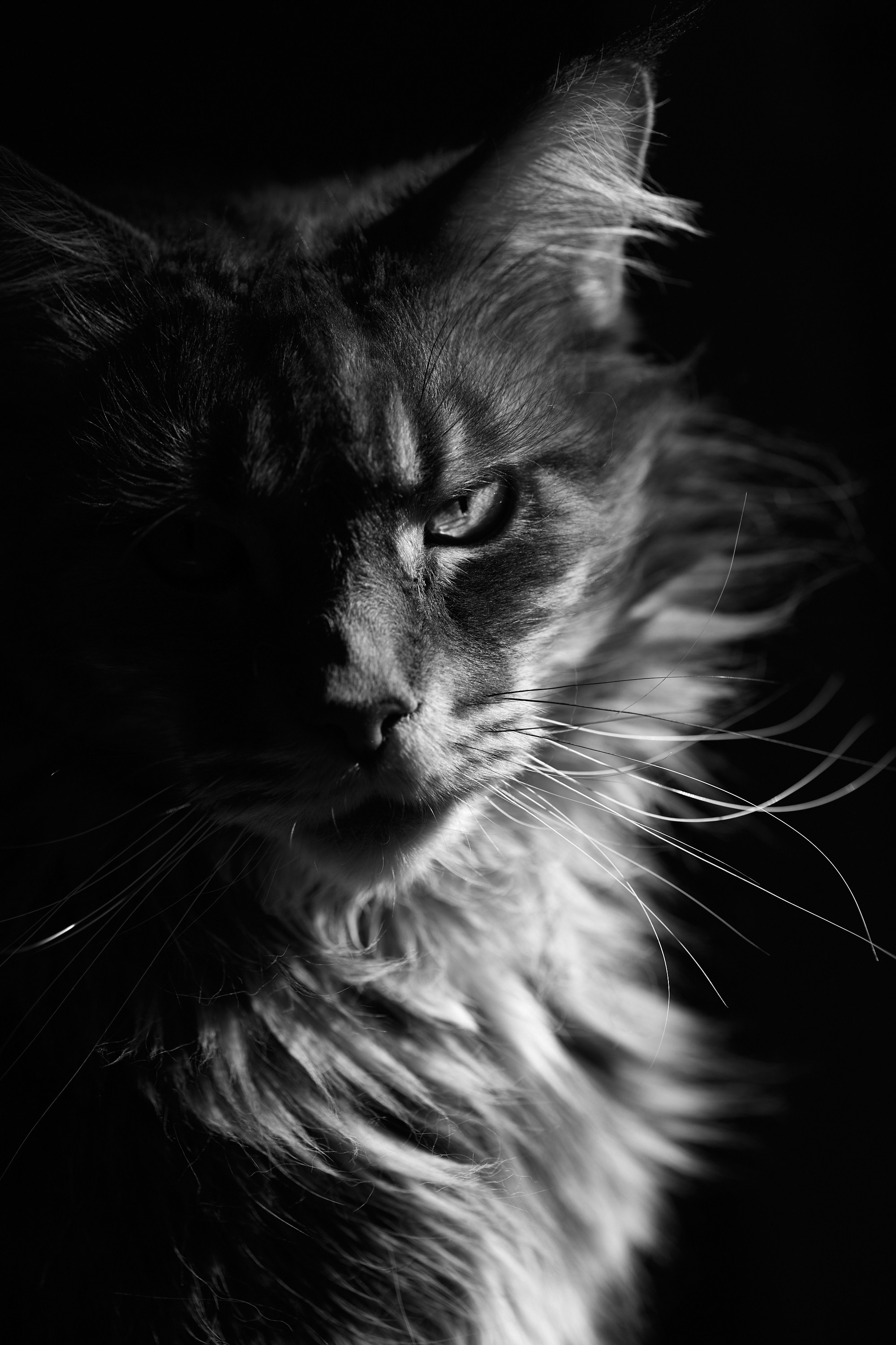 Мой кот. Даниил Савиных | Фотограф Тюмень