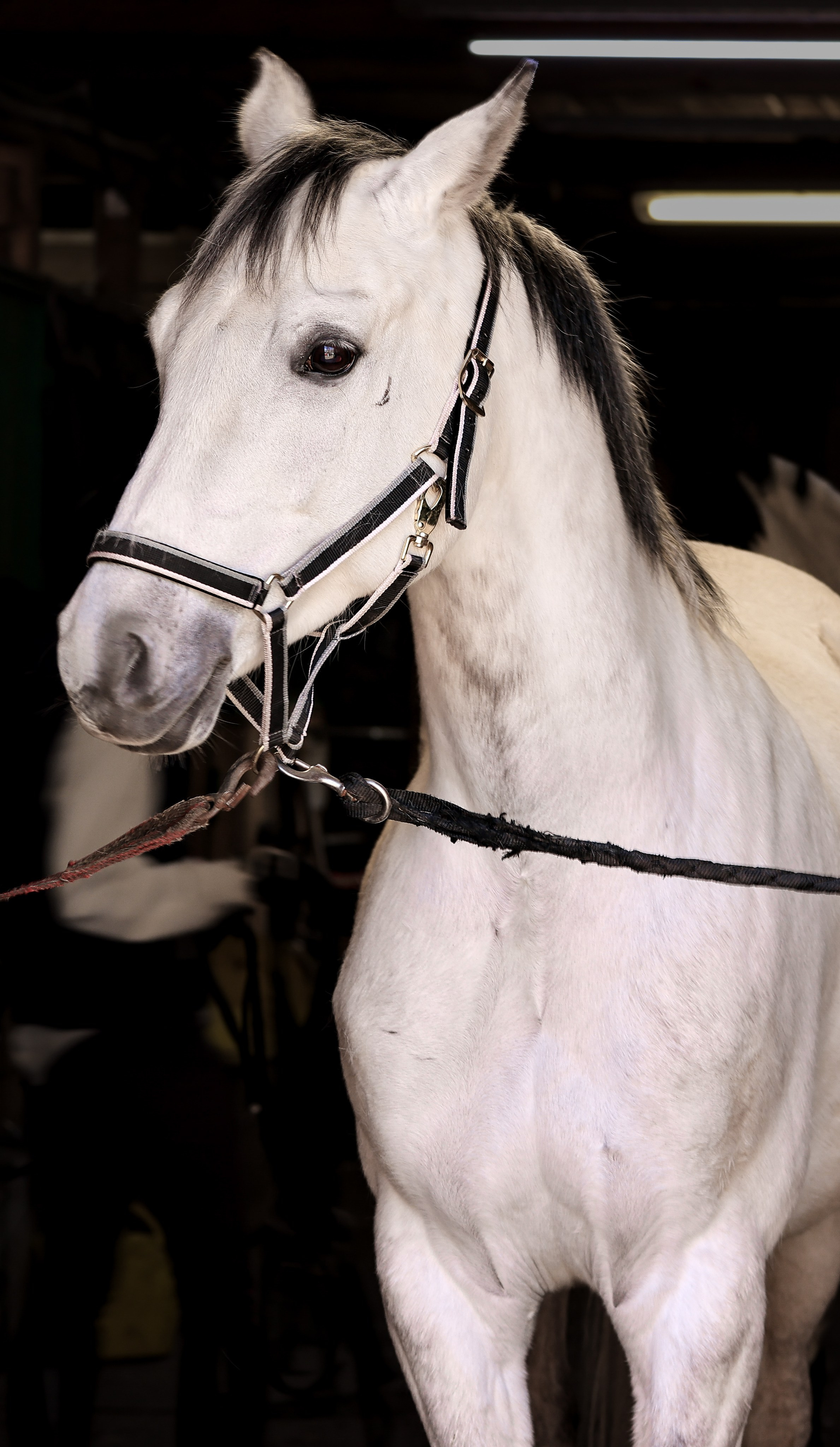 На конюшне 1. Фотограф репортажей и стритфотосессий в Москве Людмила Смирнова