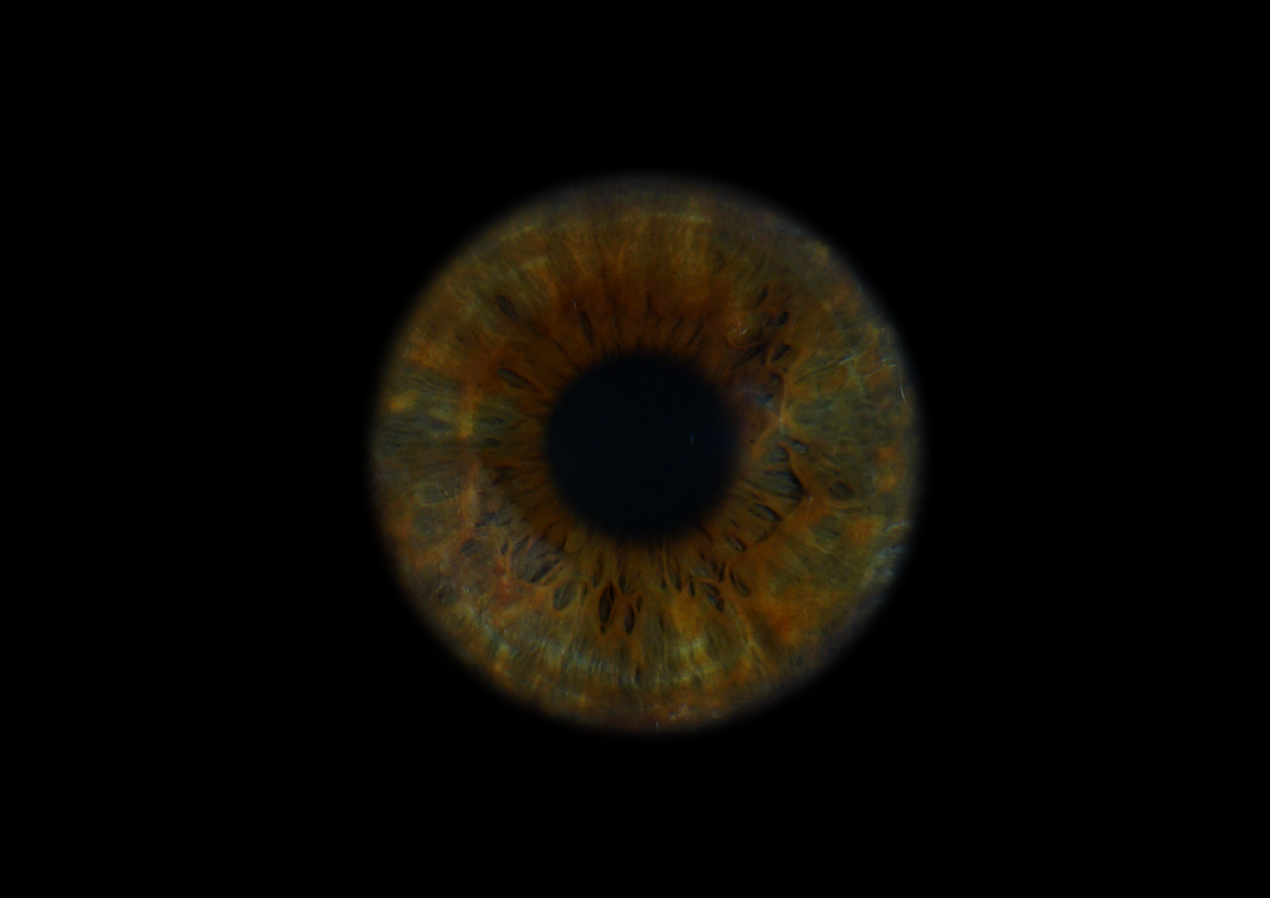 Екатерина 11022000. ShowLab