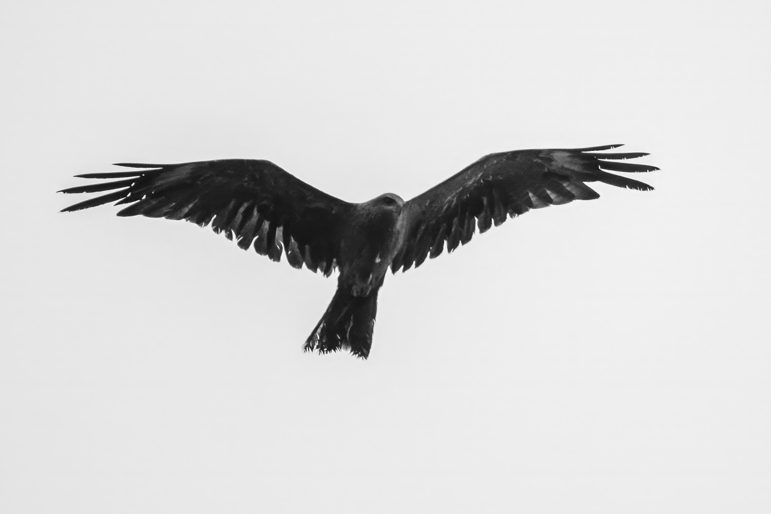 Молодой коршун. Wildlife photography by Sergey Puponin