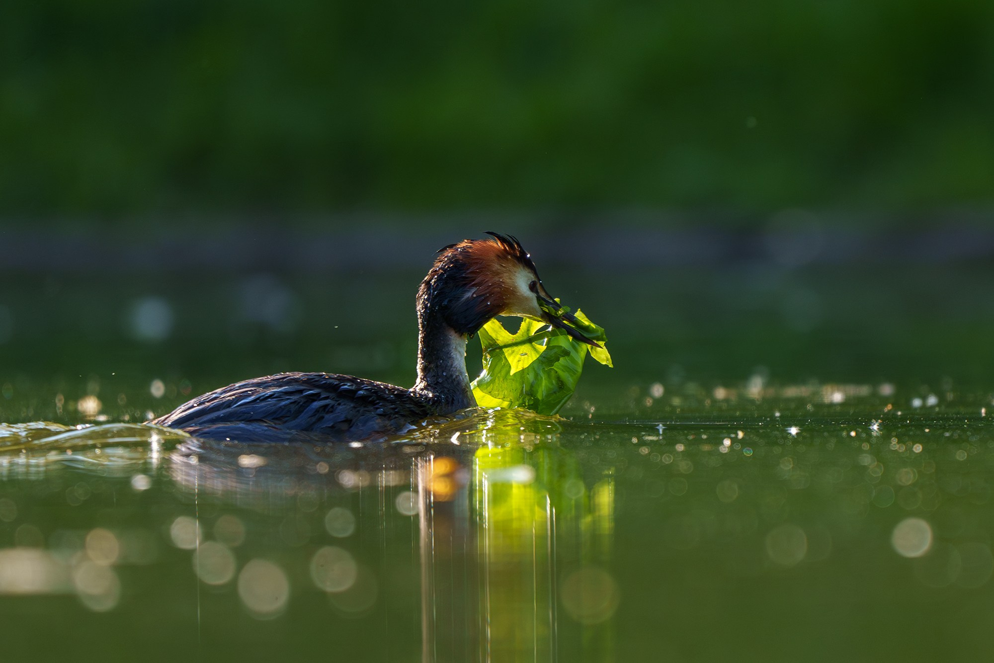 Удивительные мир птиц. Вокруг нас столько прекрасного — присмотритесь!. Ваш личный фотограф Марина Волкова