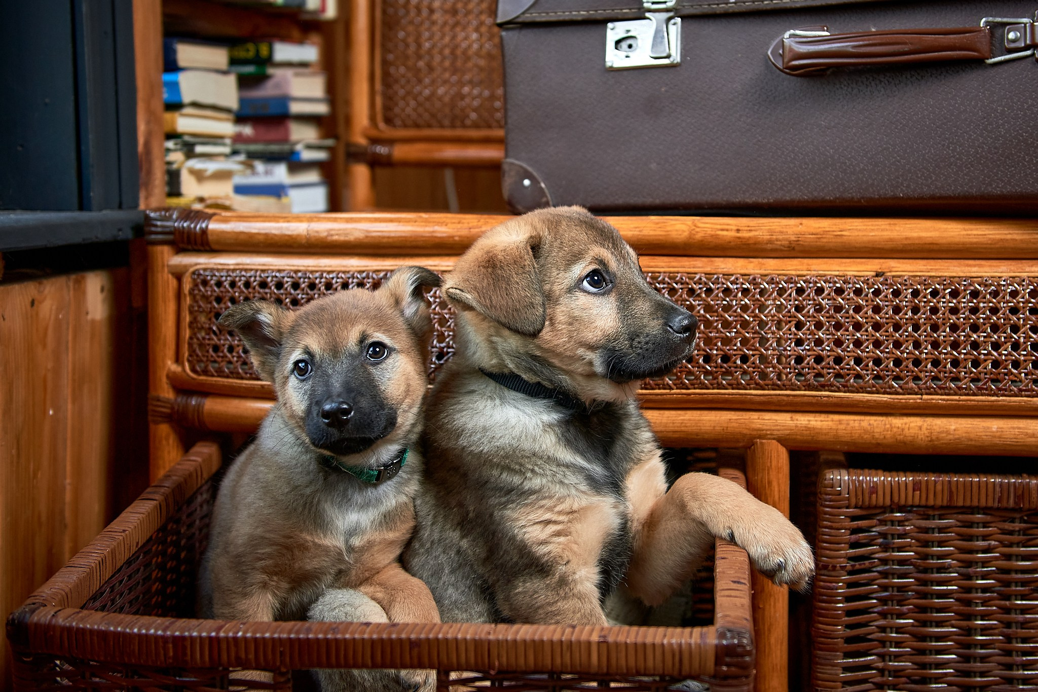 Фотосъемка животных