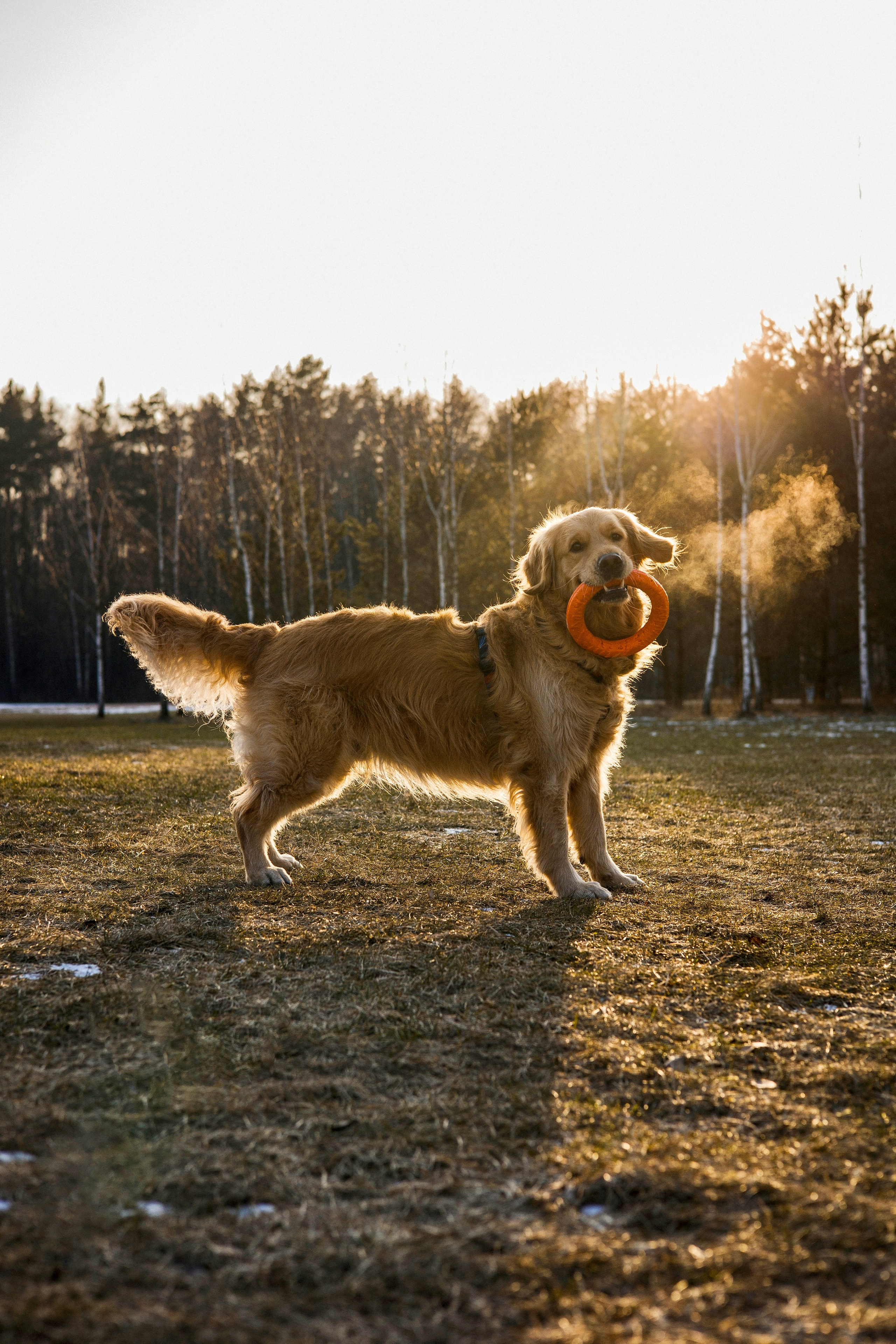 Лёва и Катя. Фотограф-анималист Ксения Шевцова|Москва
