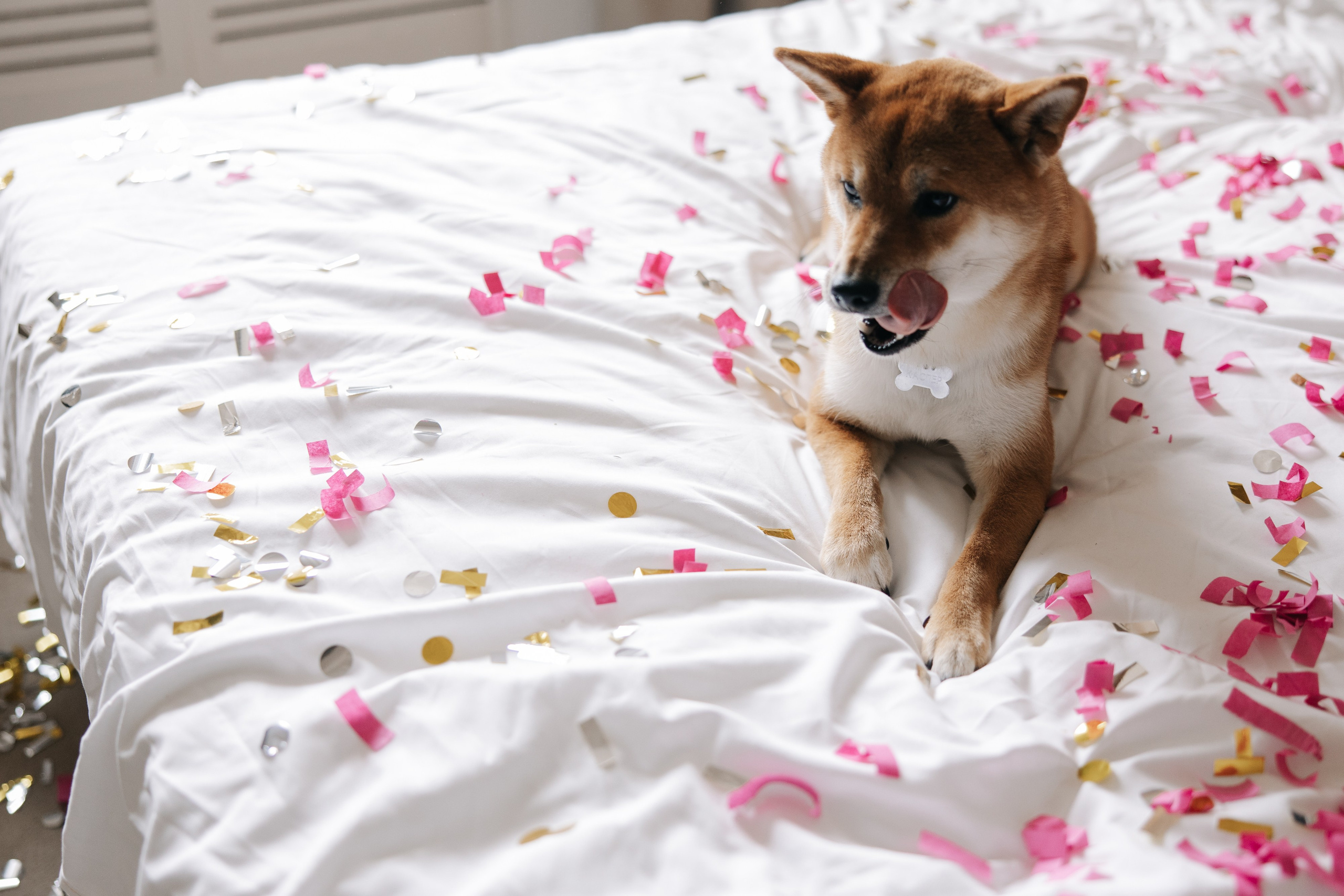 Вероника и Денис. Свадебный фотограф в Санкт-Петербурге Екатерина Евсеева