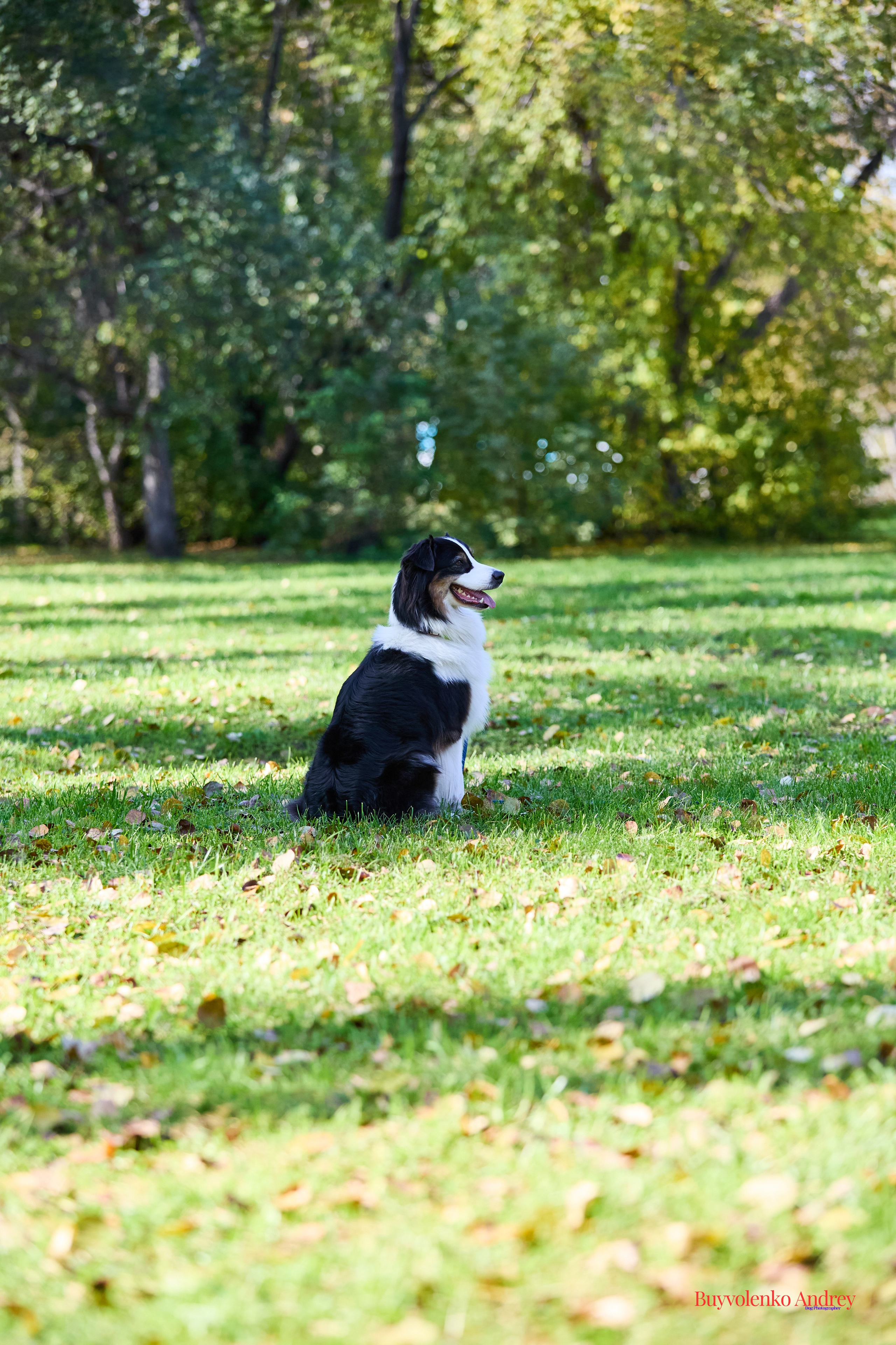 Басенджи и Аусси 21.09.2025. Buyvolenko Andrey