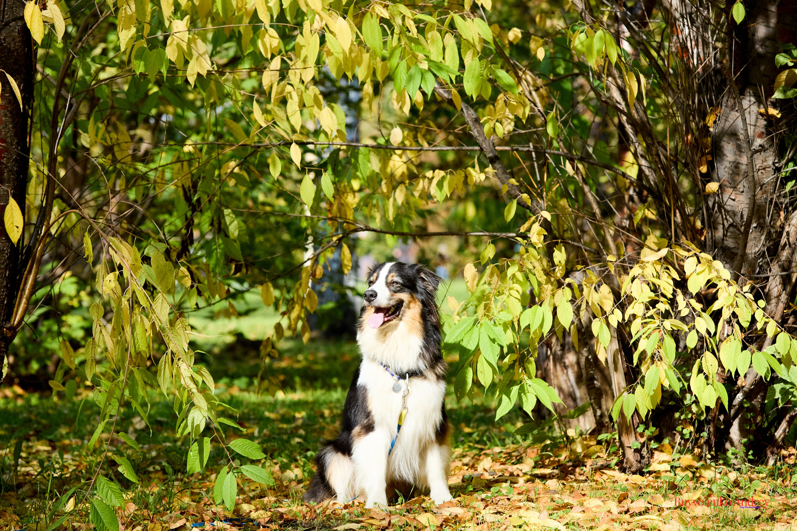 Басенджи и Аусси 21.09.2025. Buyvolenko Andrey