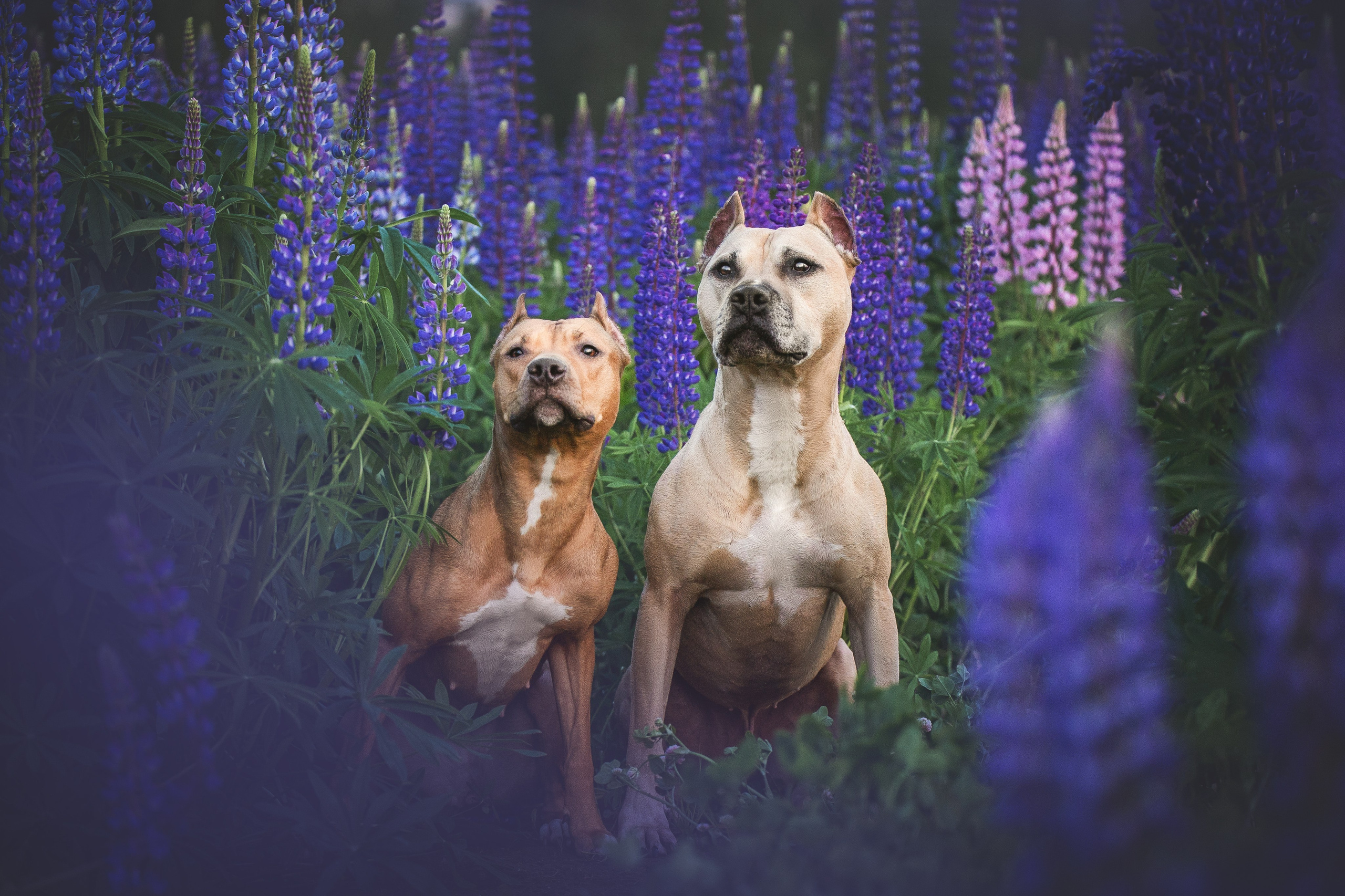 Фотопрогулки. Фотограф для людей и их питомцев Вика Шальнева