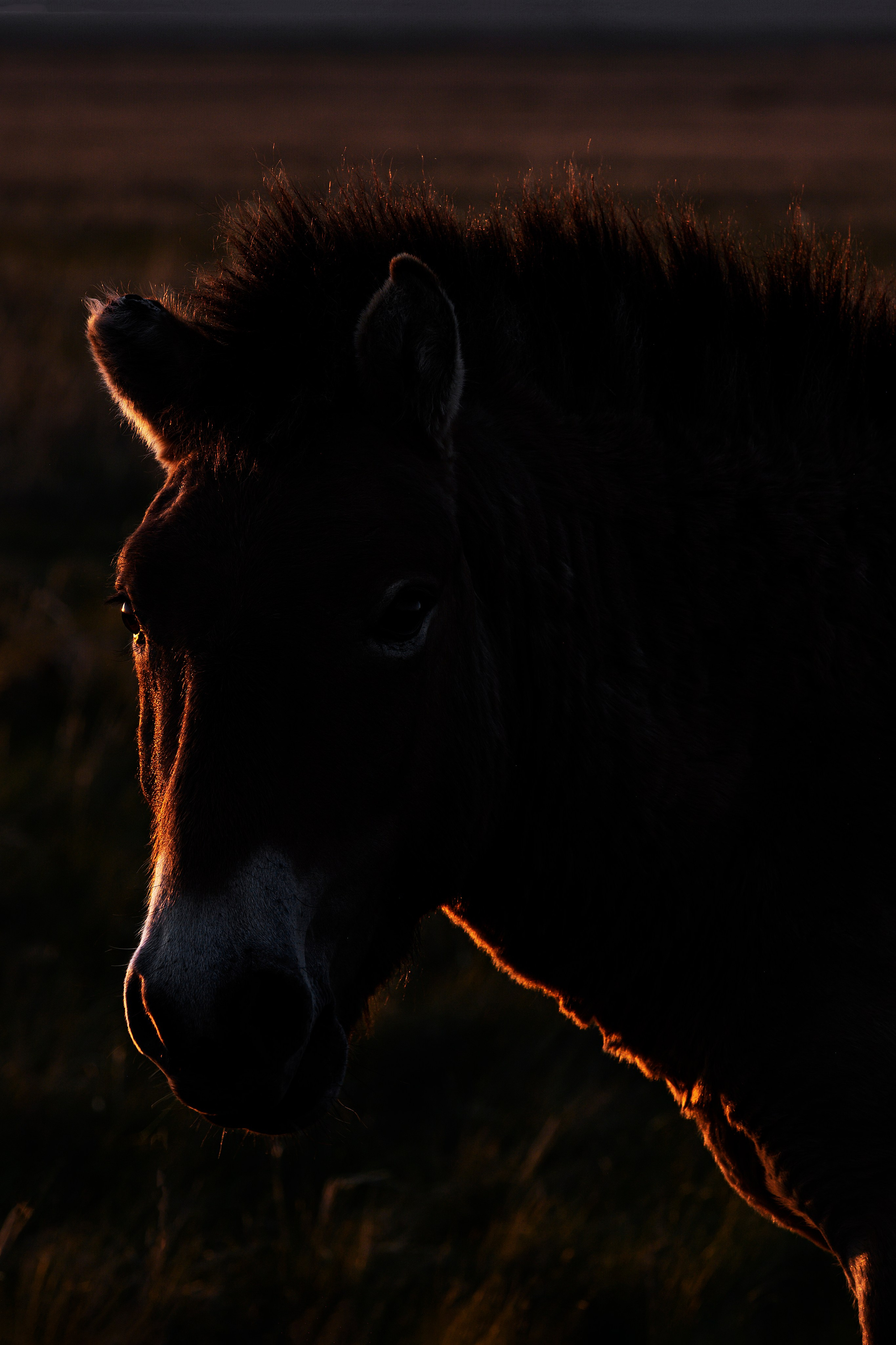 Оренбуржье. Портретный фотограф в Челябинске Катерина Руди