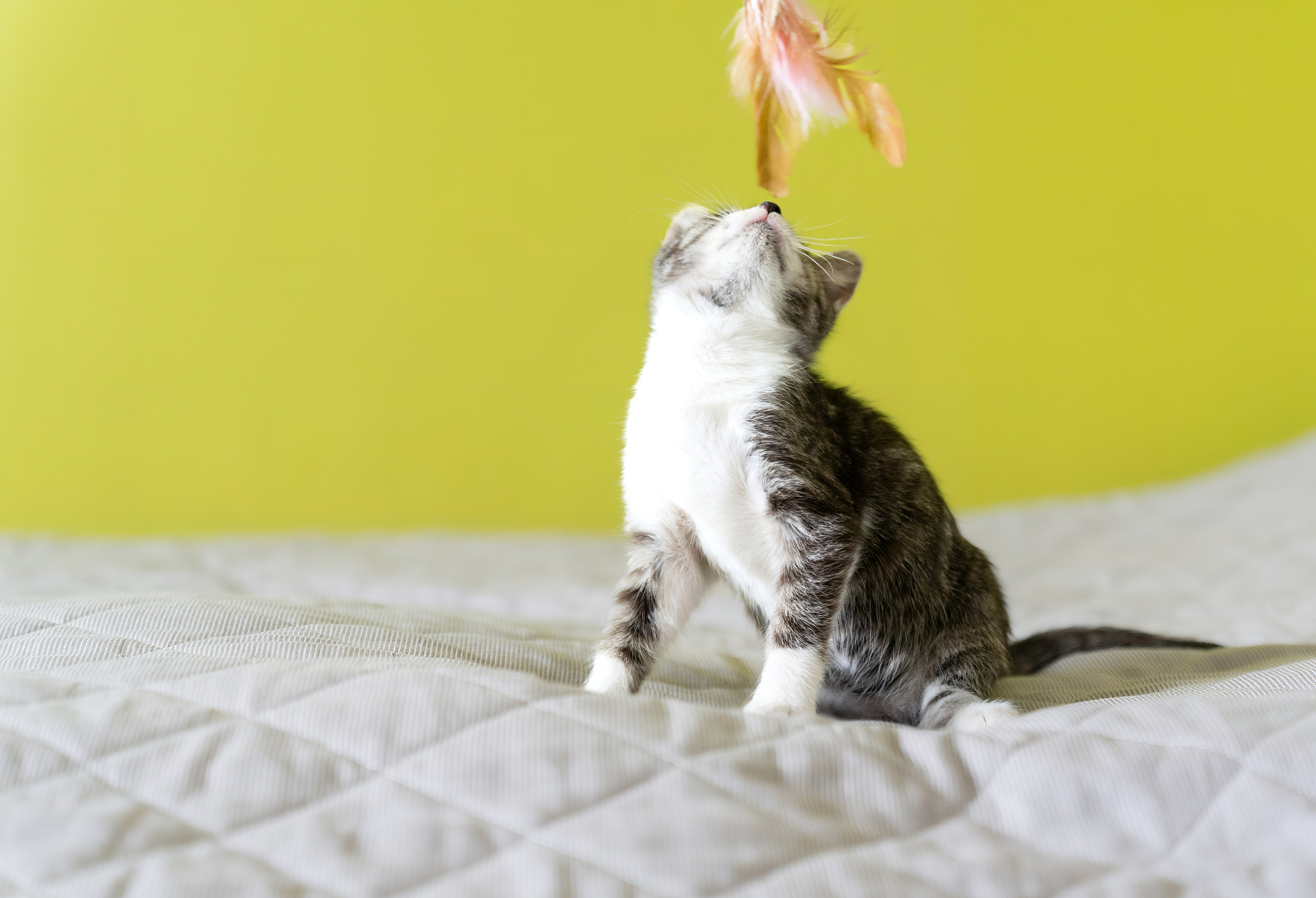 Благотворительная съёмка для котят в Москве. Портретный фотограф в Москве Фарид Леонов
