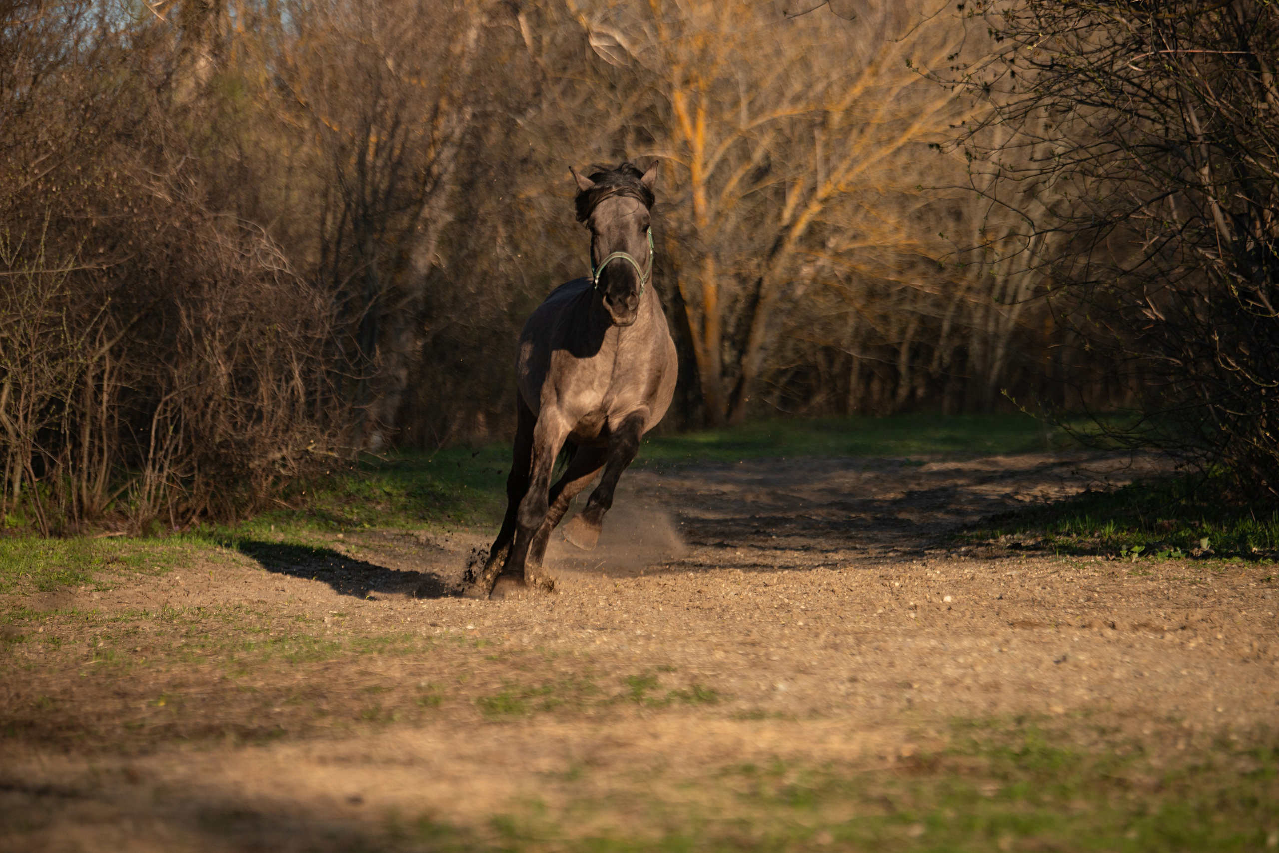 Вятка Исток. Конный фотограф в Саратове Юлия Иванова
