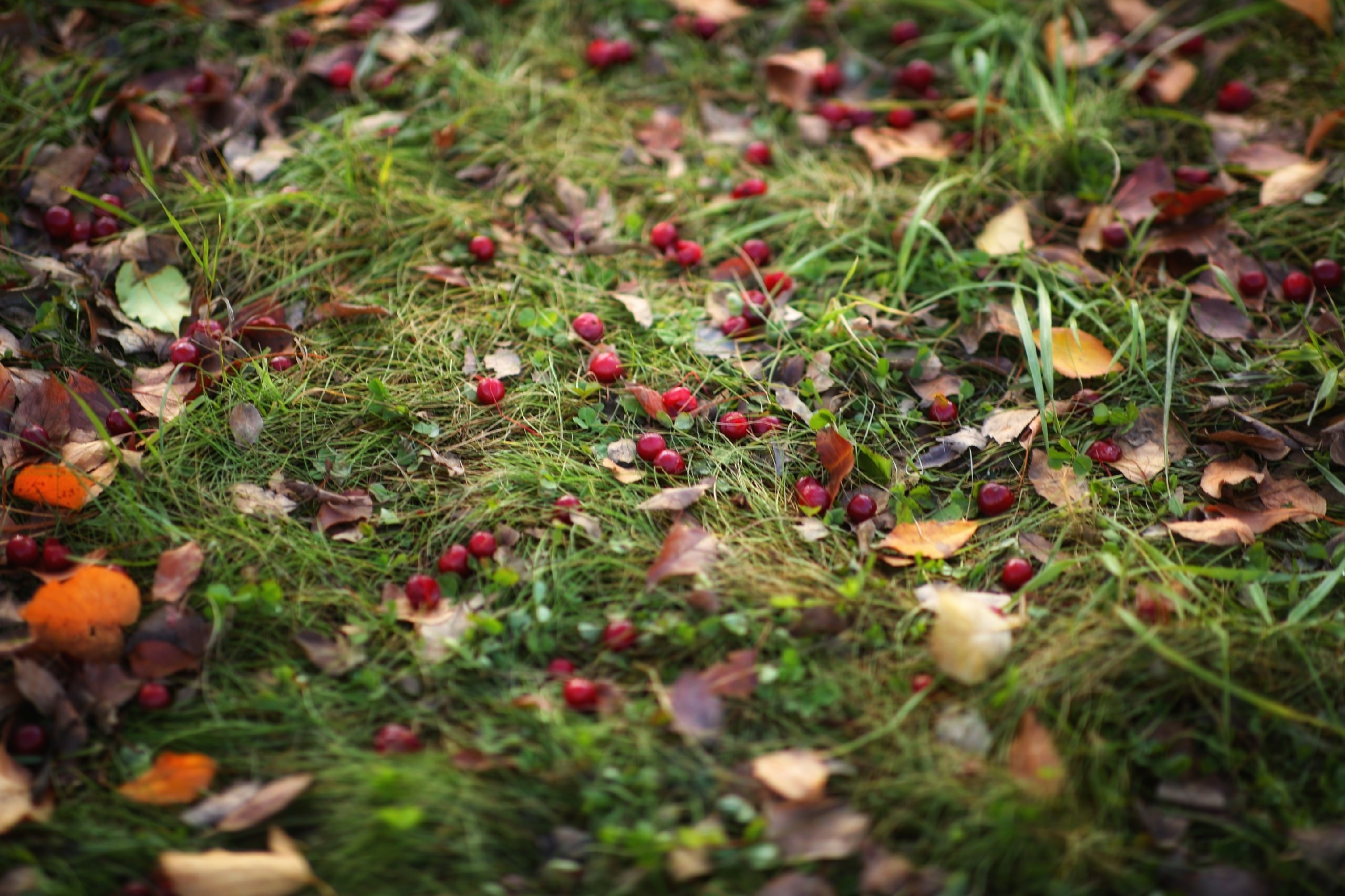 Осень. Фотограф в г. Сургуте Марина Киприна