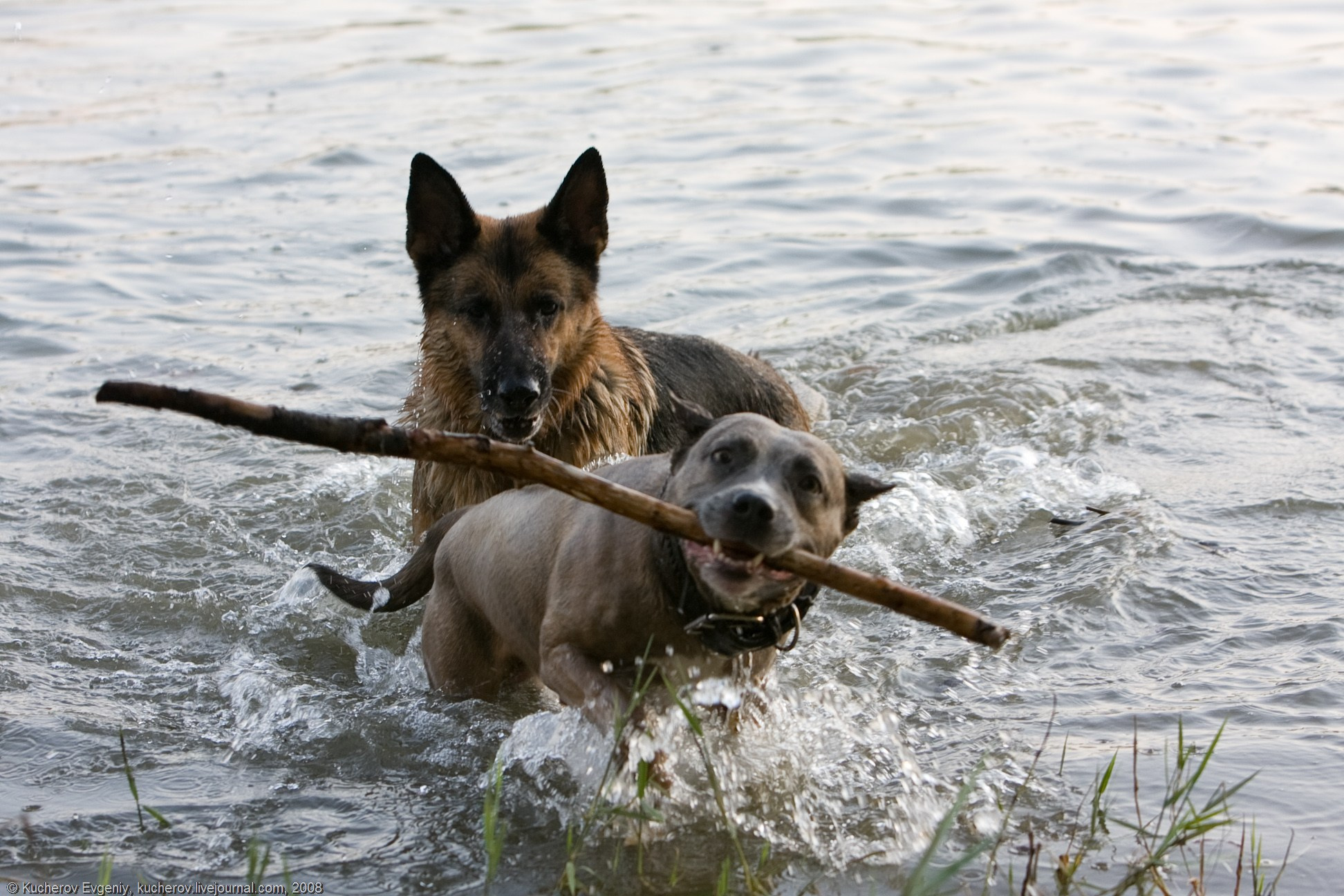 Животные. Кучеров Евгений. Фотограф