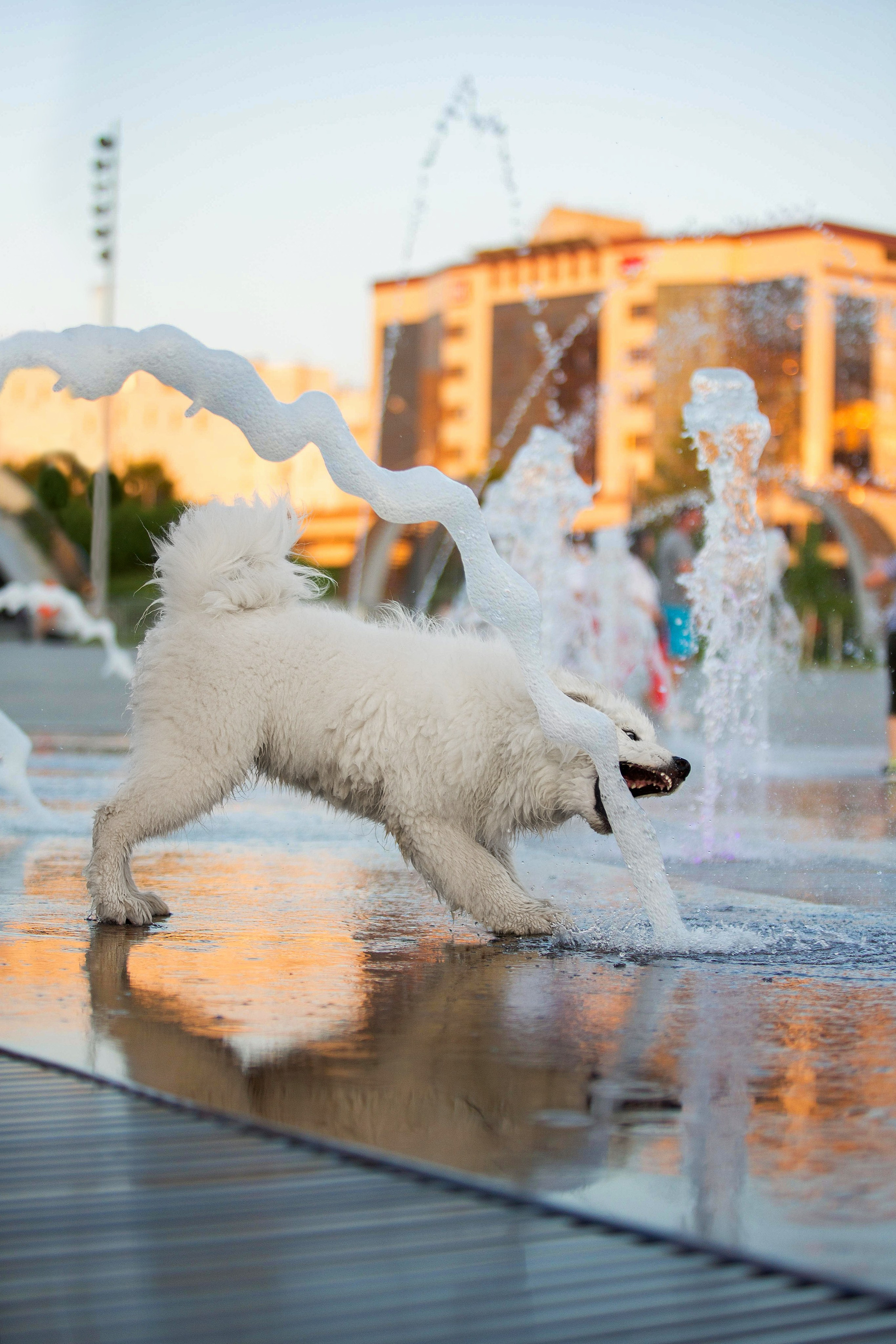 Анастасия, Евгений и самоед Ройс. Https://moshkovaphoto.ru/