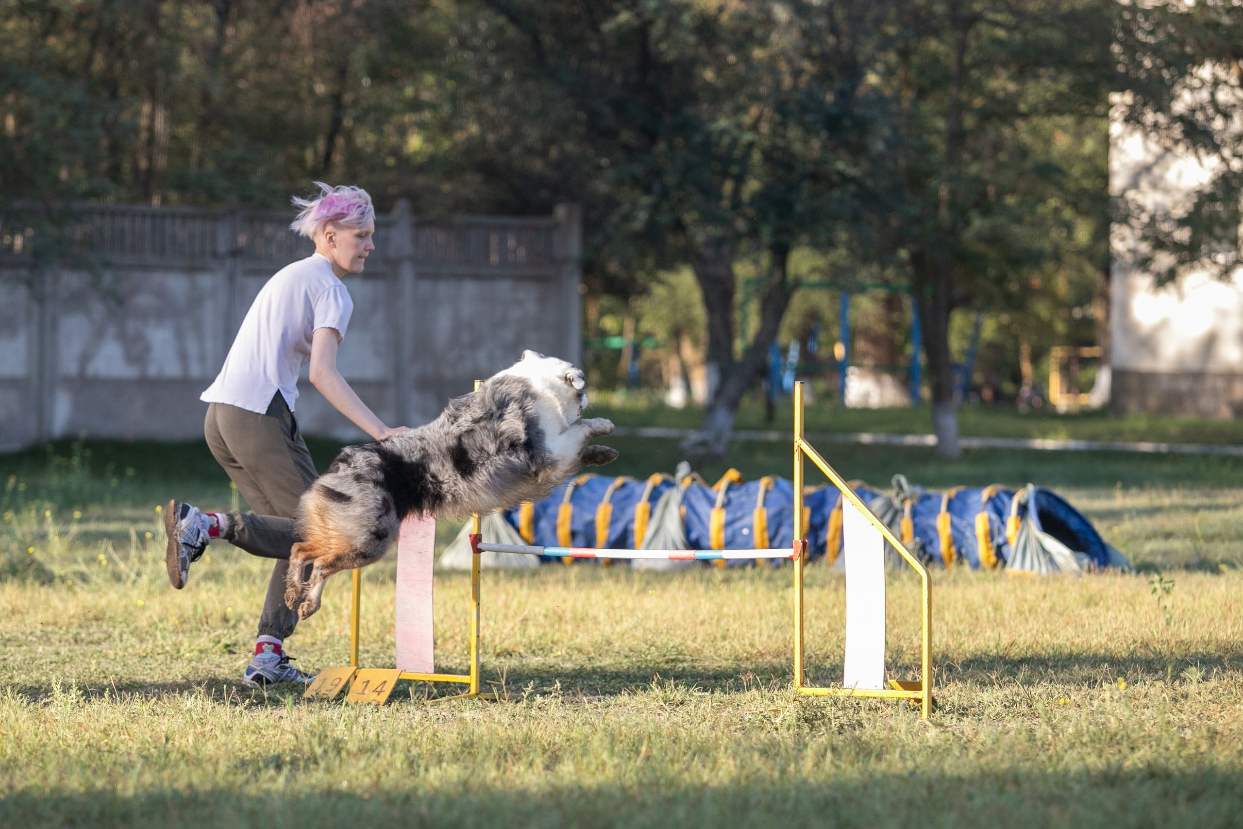 Рысь. BLGKV питомник собак