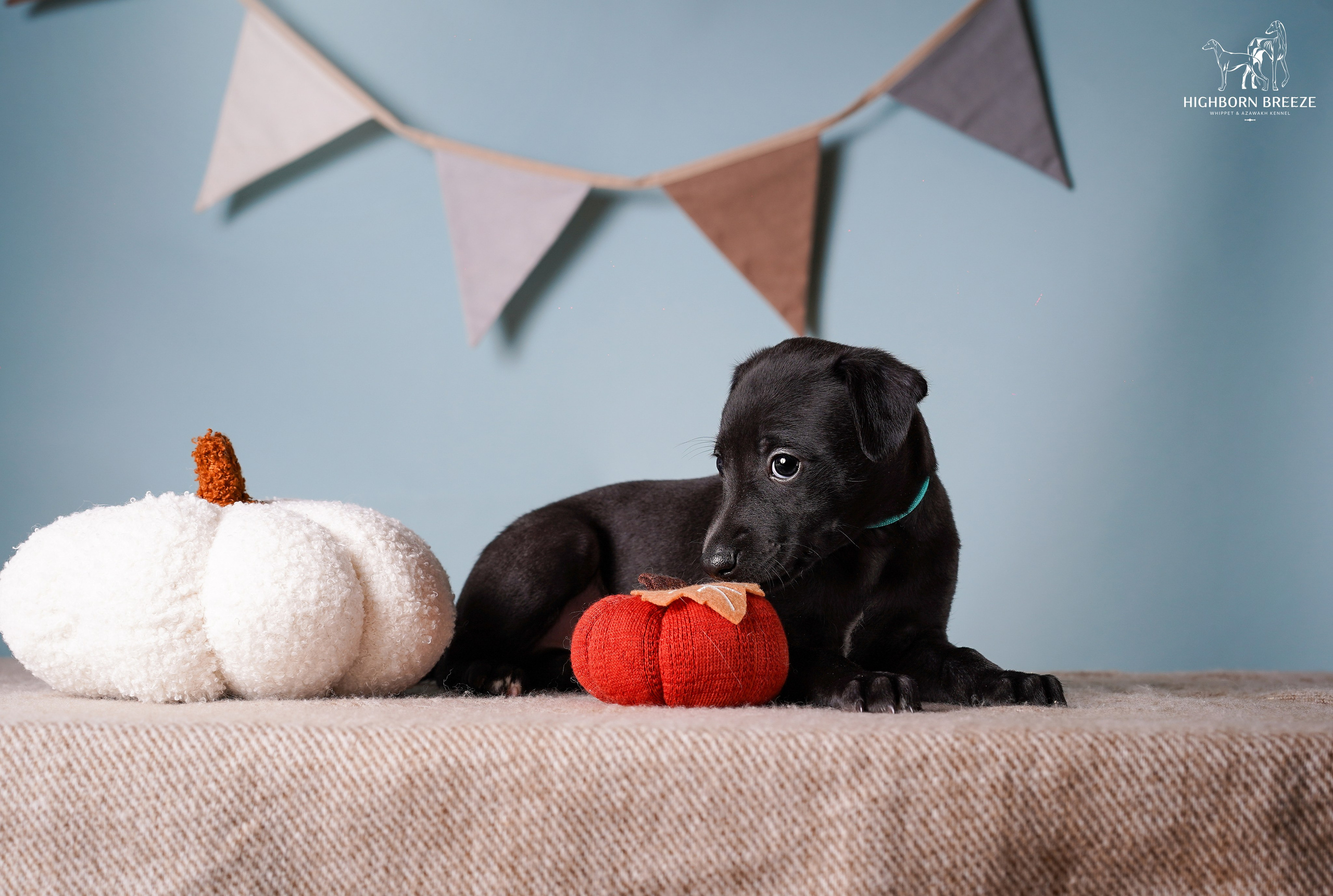 Щенки уиппета. Фотограф-анималист в Санкт-Петербурге Яна Мартынова