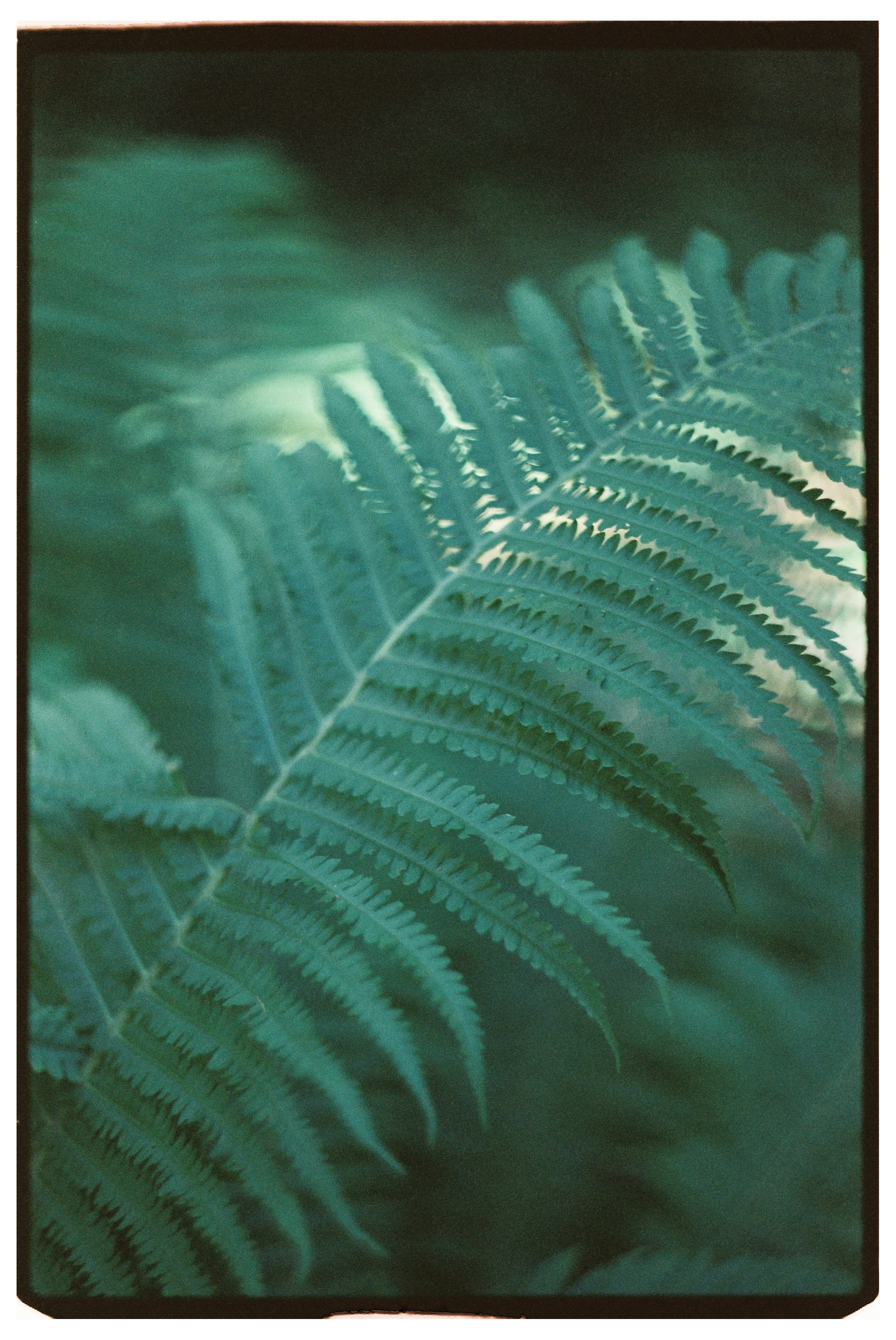 Фотосессия на Лютеранском кладбище на пленку для Кати в Санкт-Петербурге. Светлана Гопанюк. Портретный фотограф. Санкт-Петербург. СПб