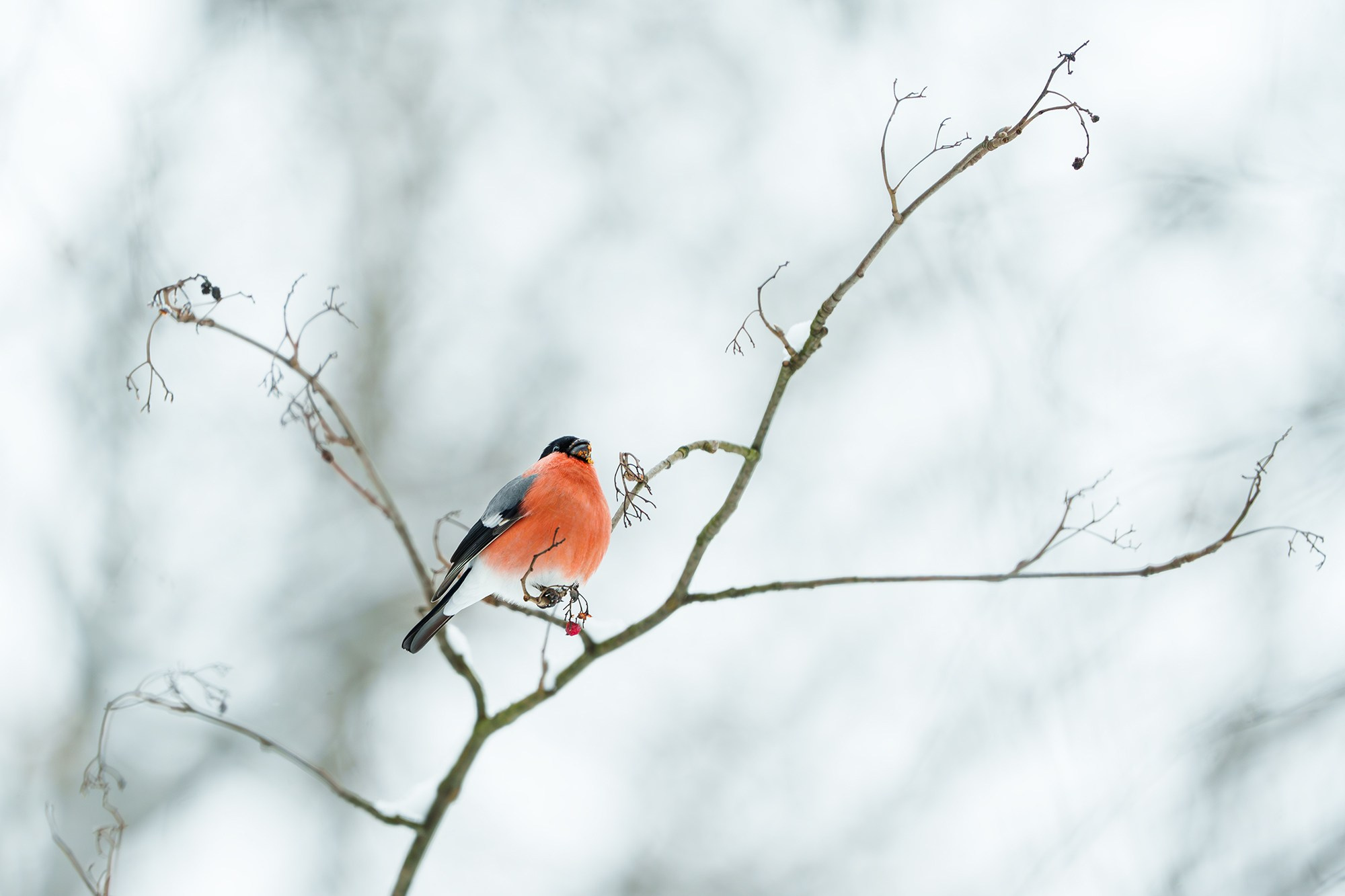 Удивительные мир птиц. Вокруг нас столько прекрасного — присмотритесь!. Ваш личный фотограф Марина Волкова