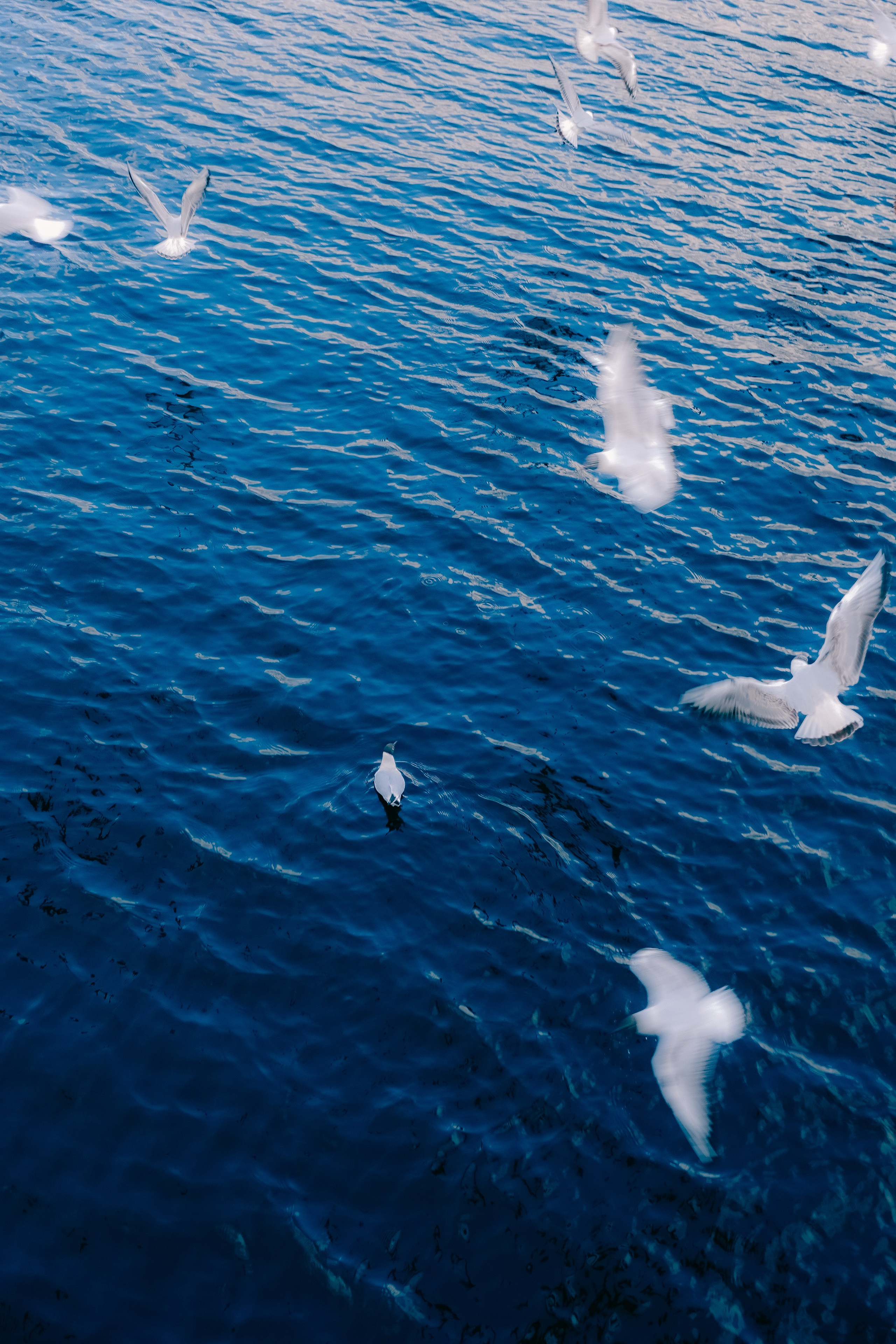 Выборг. Фотограф Алиса Аспер