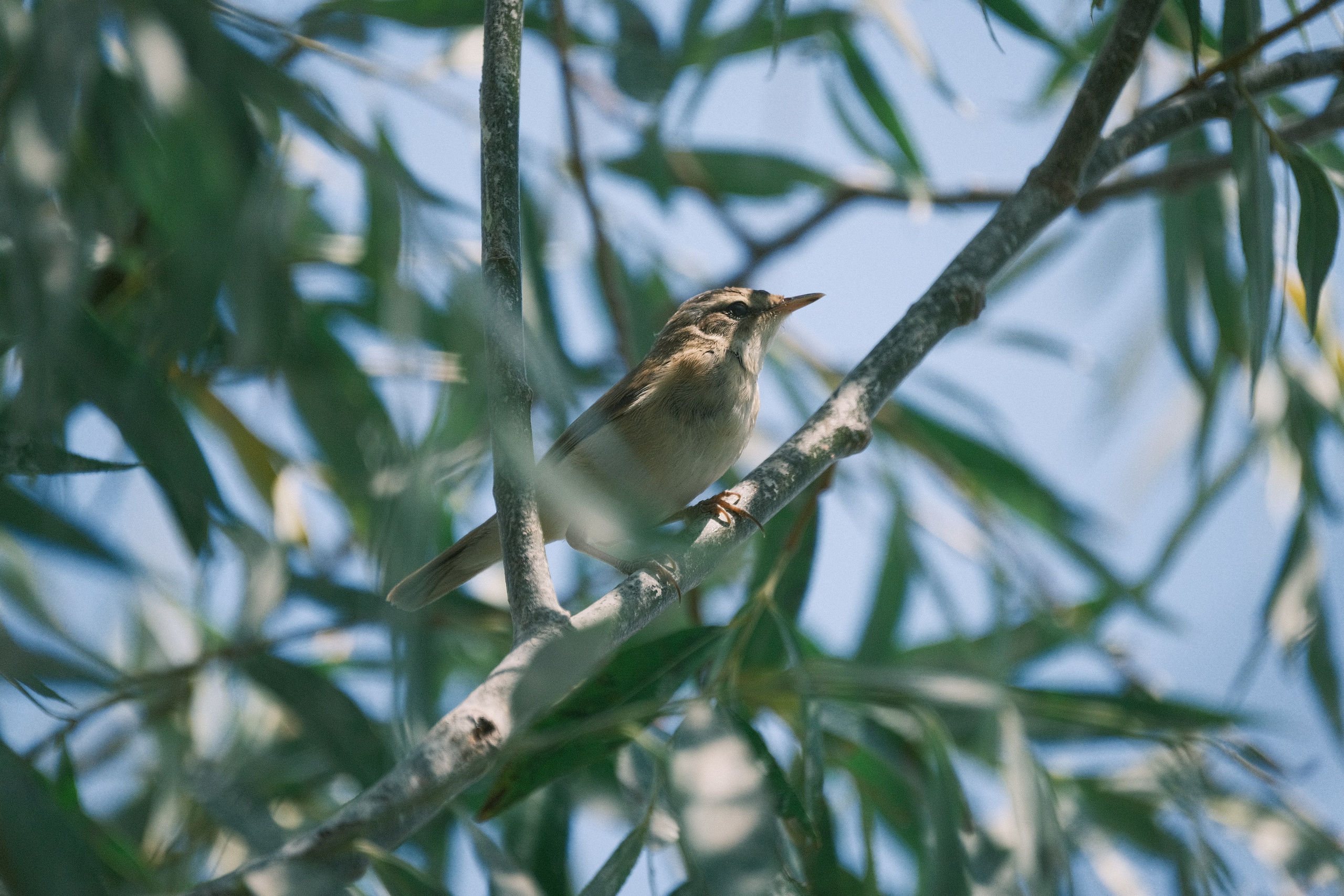 Птицы. Спортивный фотограф в Ростове-на-Дону Сергей Реусин
